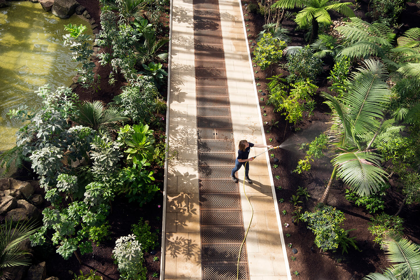 A horticulturalist waters plants in the Temperate House