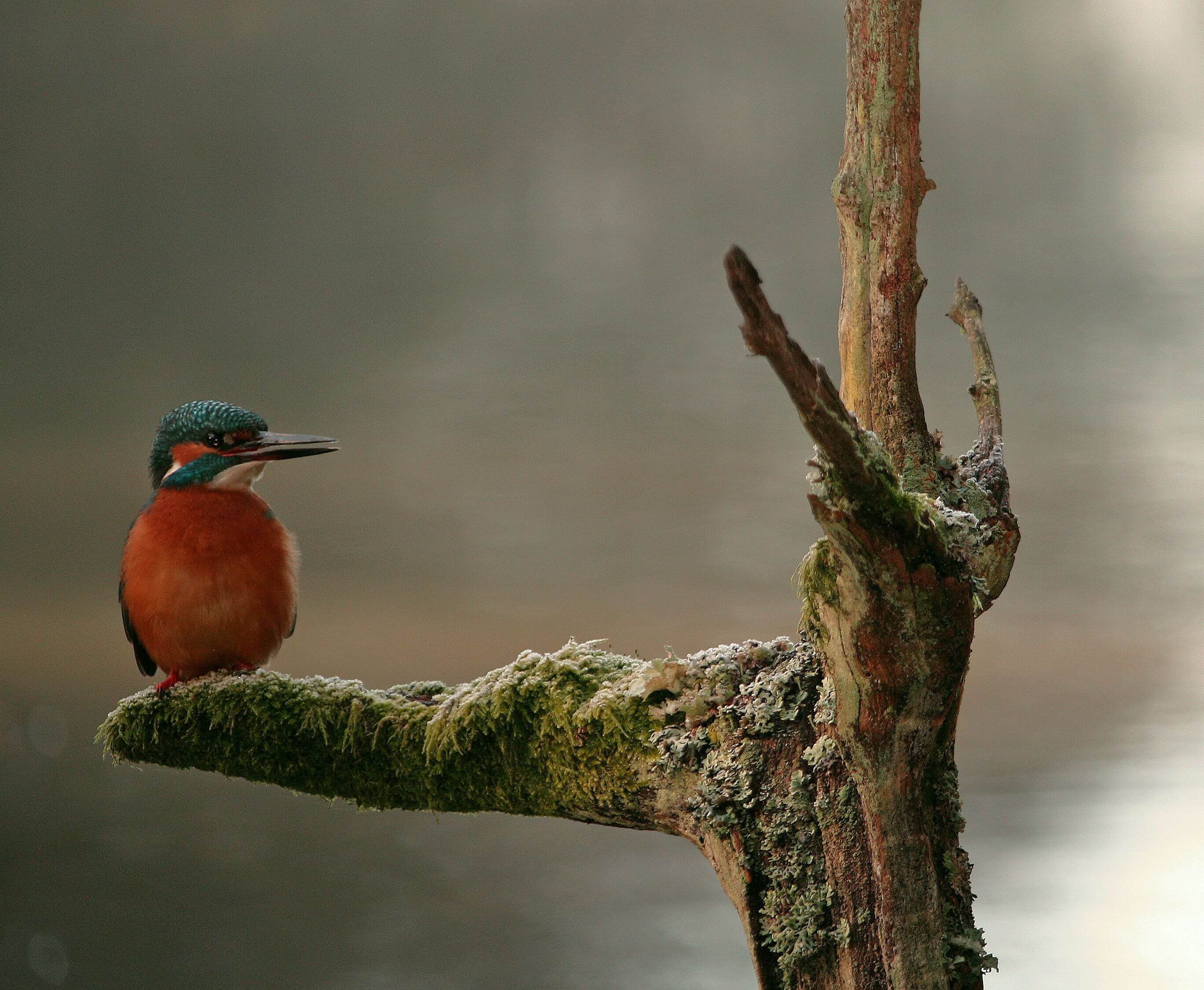 A kingfisher perches on a branch