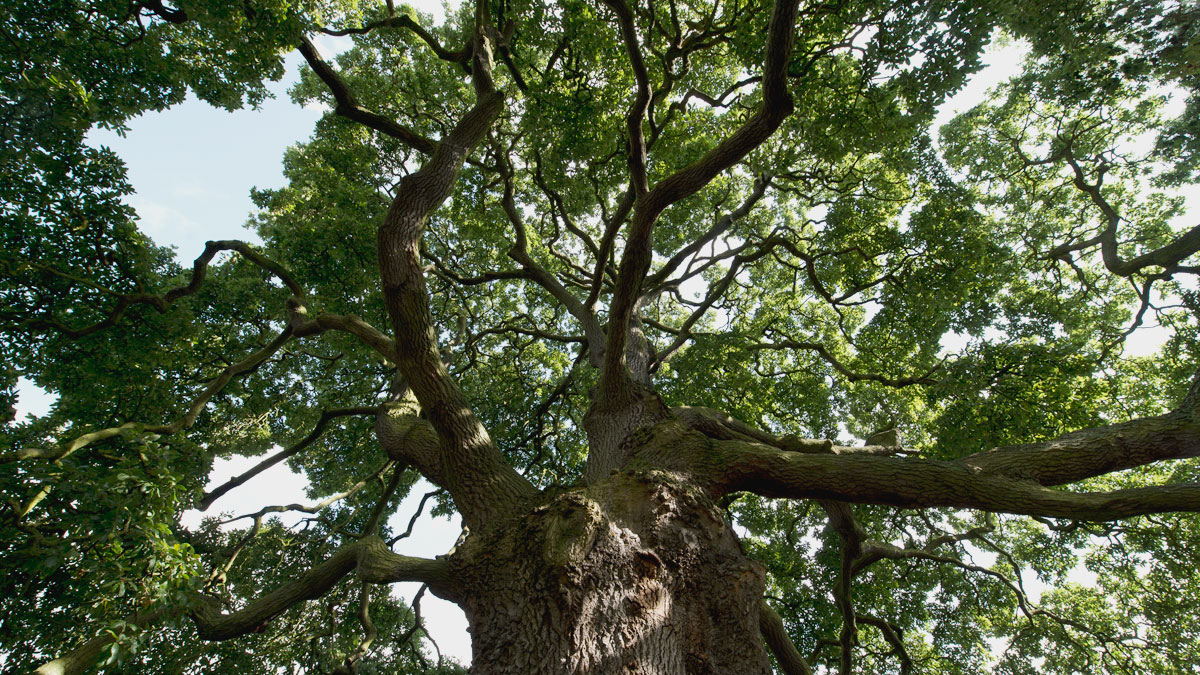 Lucombe oak (Quercus x hispanica 'Lucombeana')