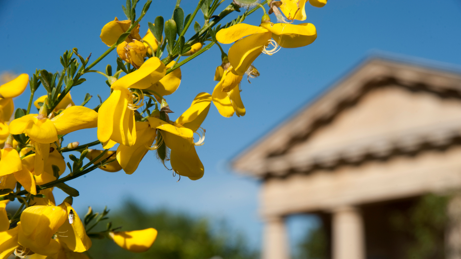 Yellow flowers against a blue sky in the Mediterranean Garden
