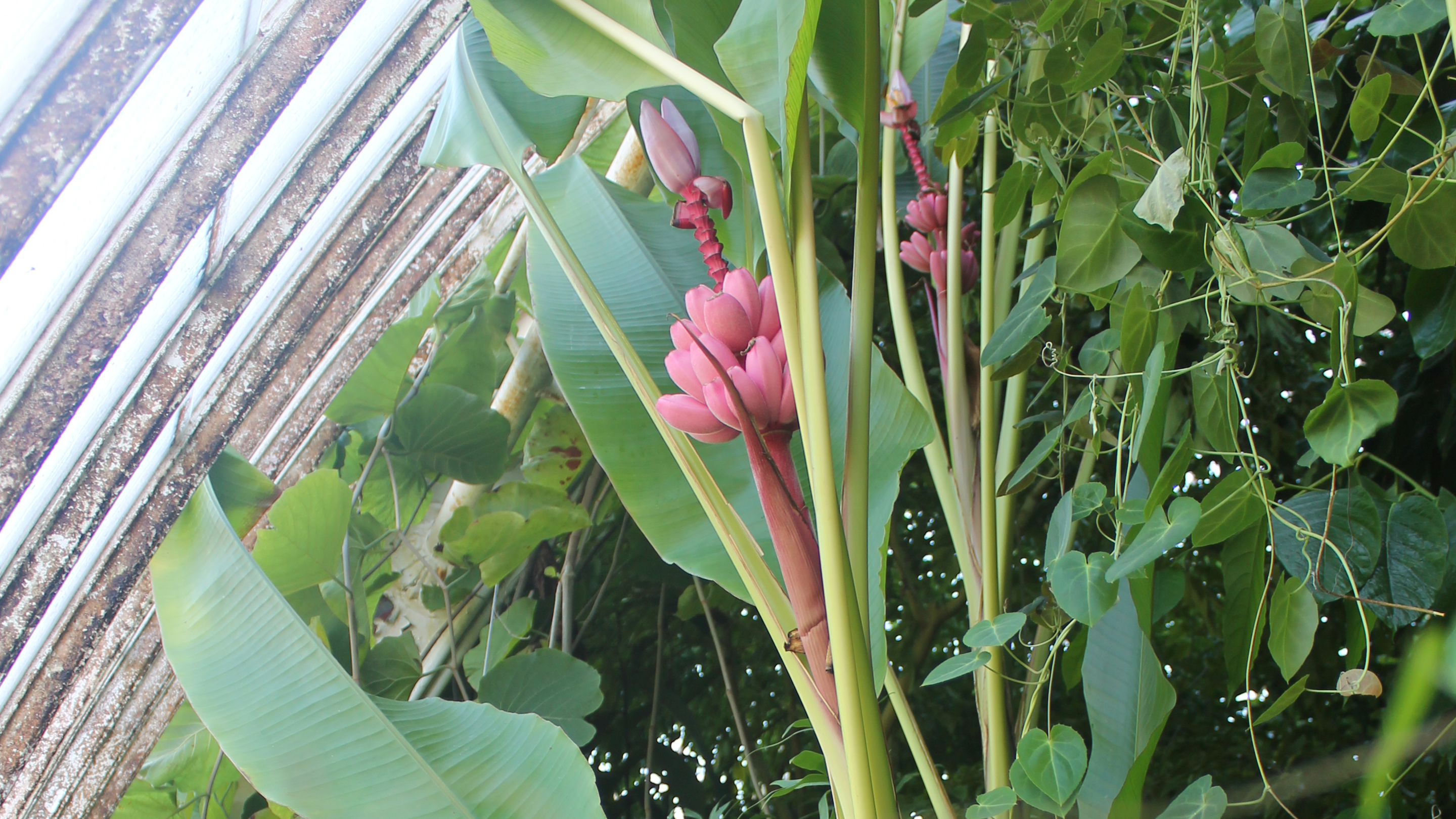 Musa vueltina, the pink banana