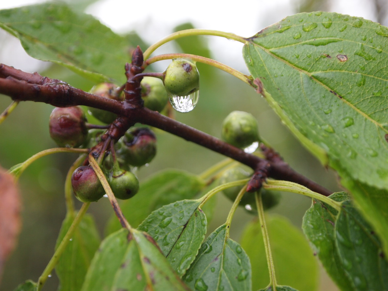 Under-ripe fruits of purging buckthorn. Image © RBG Kew / Alice Hudson