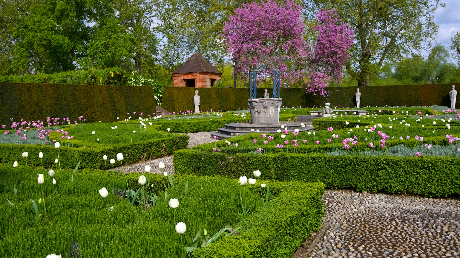 A garden with box hedges, tulips and statues