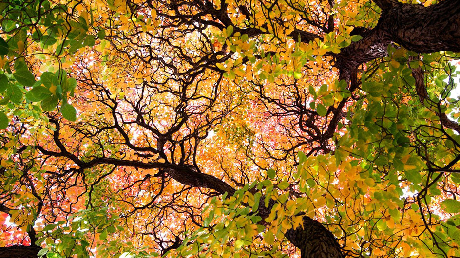 Brightly coloured autumnal leaves in a tree canopy 