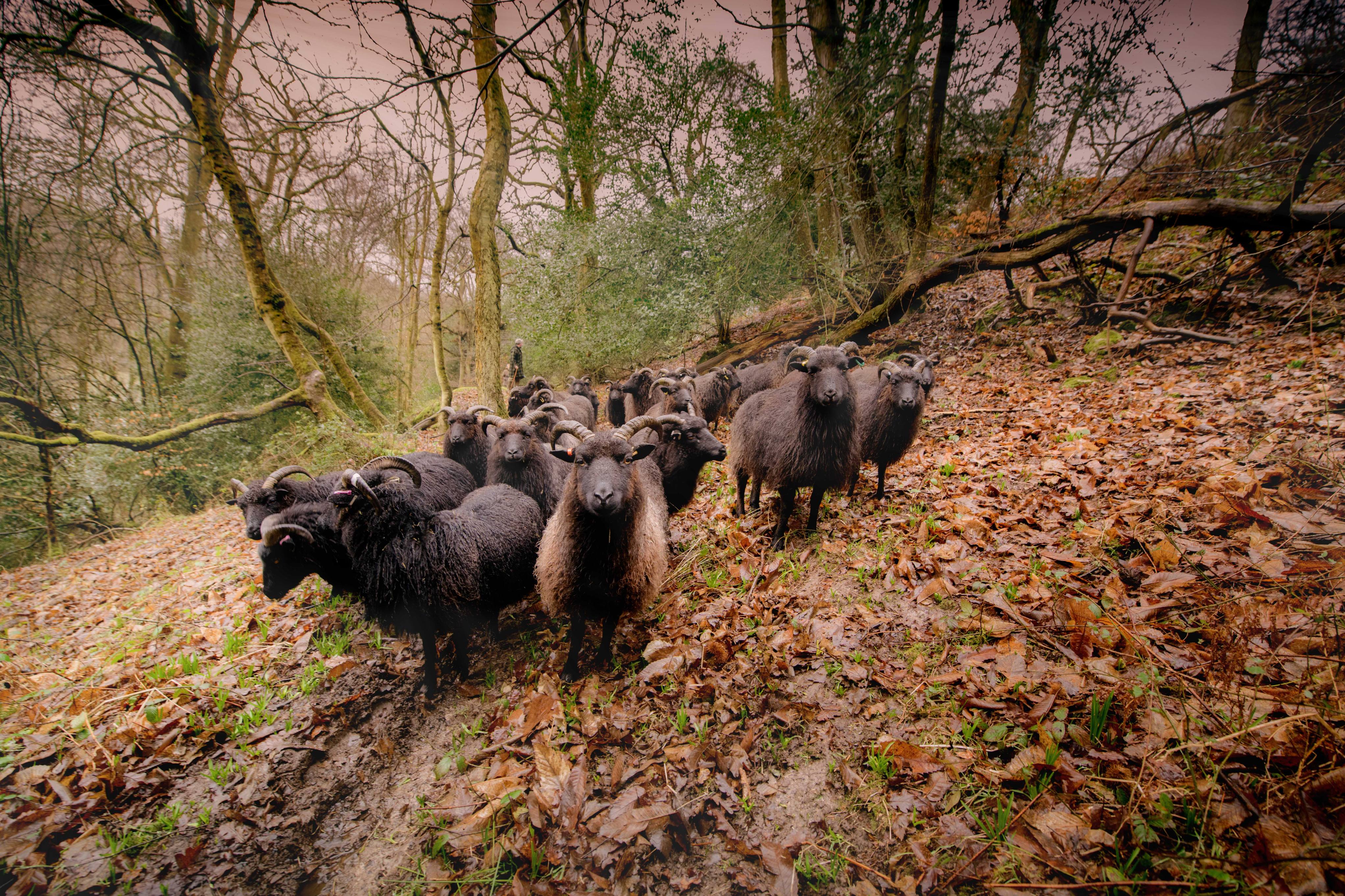 Sheep roam at Wakehurst