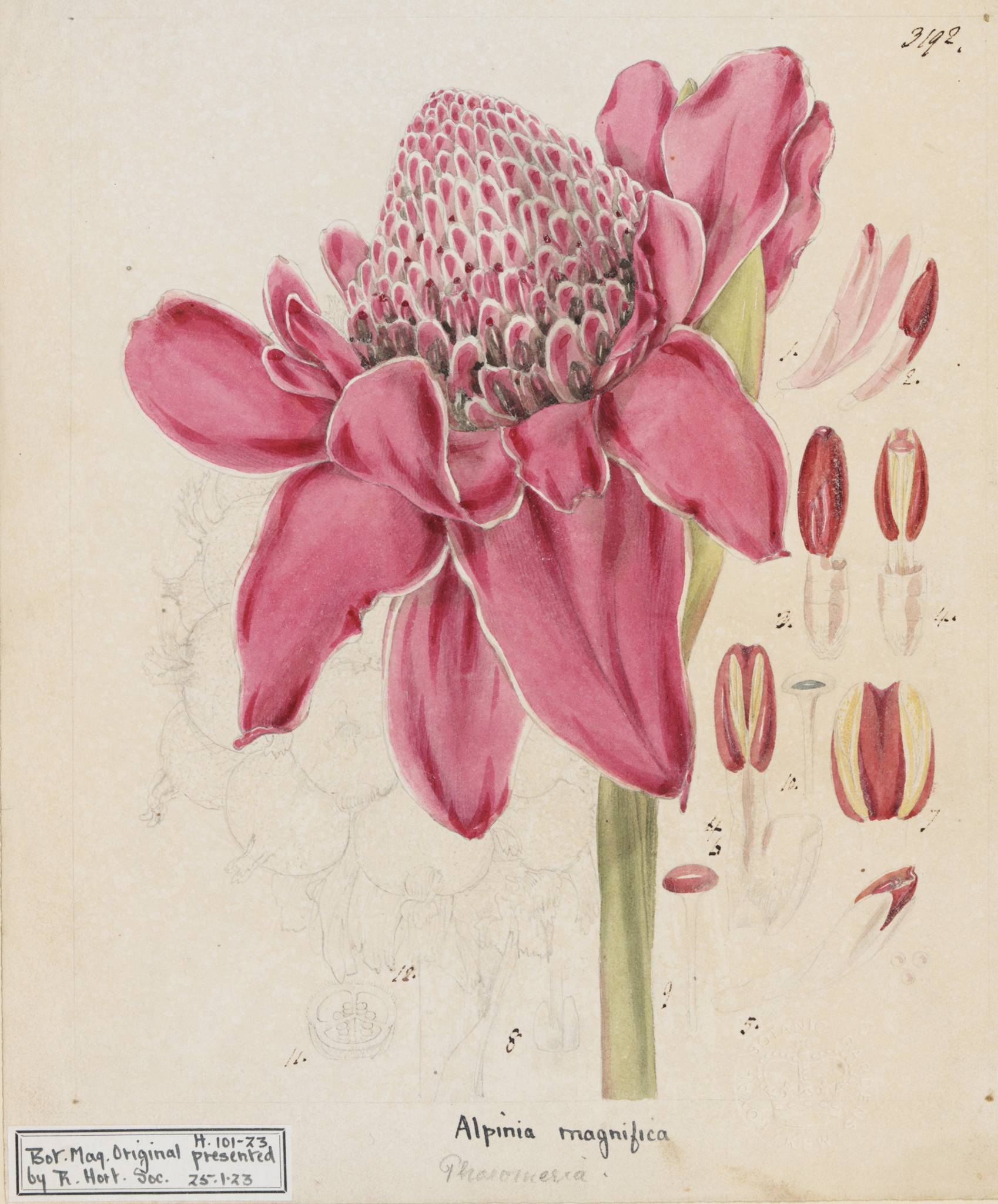 Illustration of Alpinia magnifica by Kew’s Director William Hooker 
