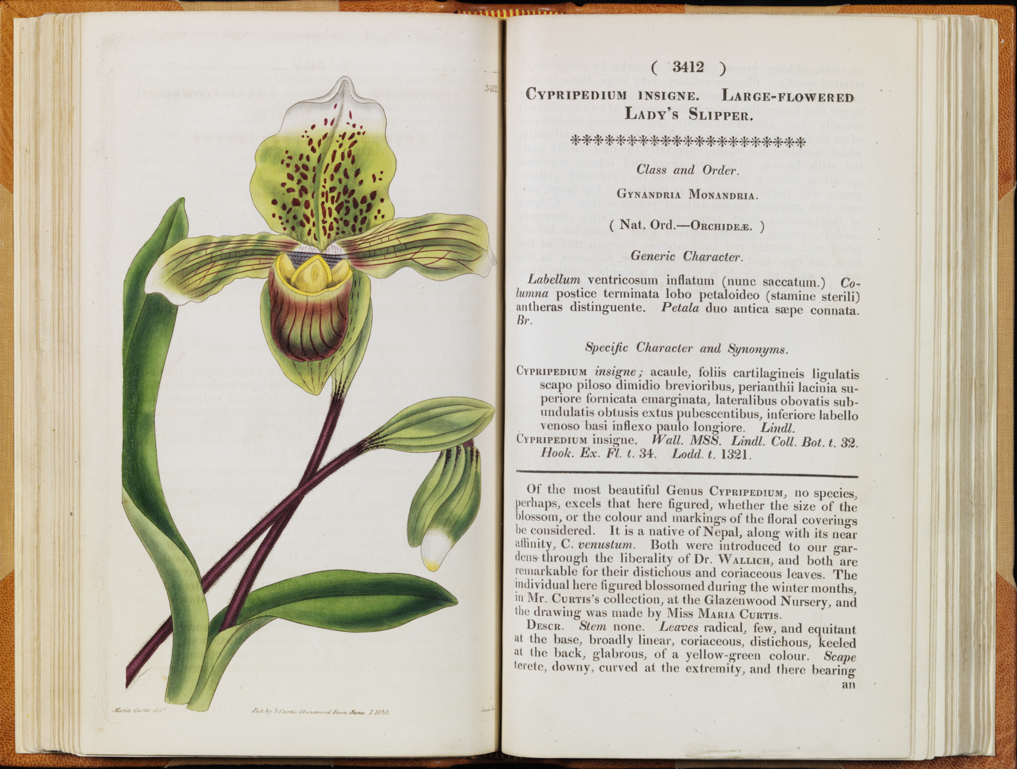 An illustration in Curtis's Botanical magazine