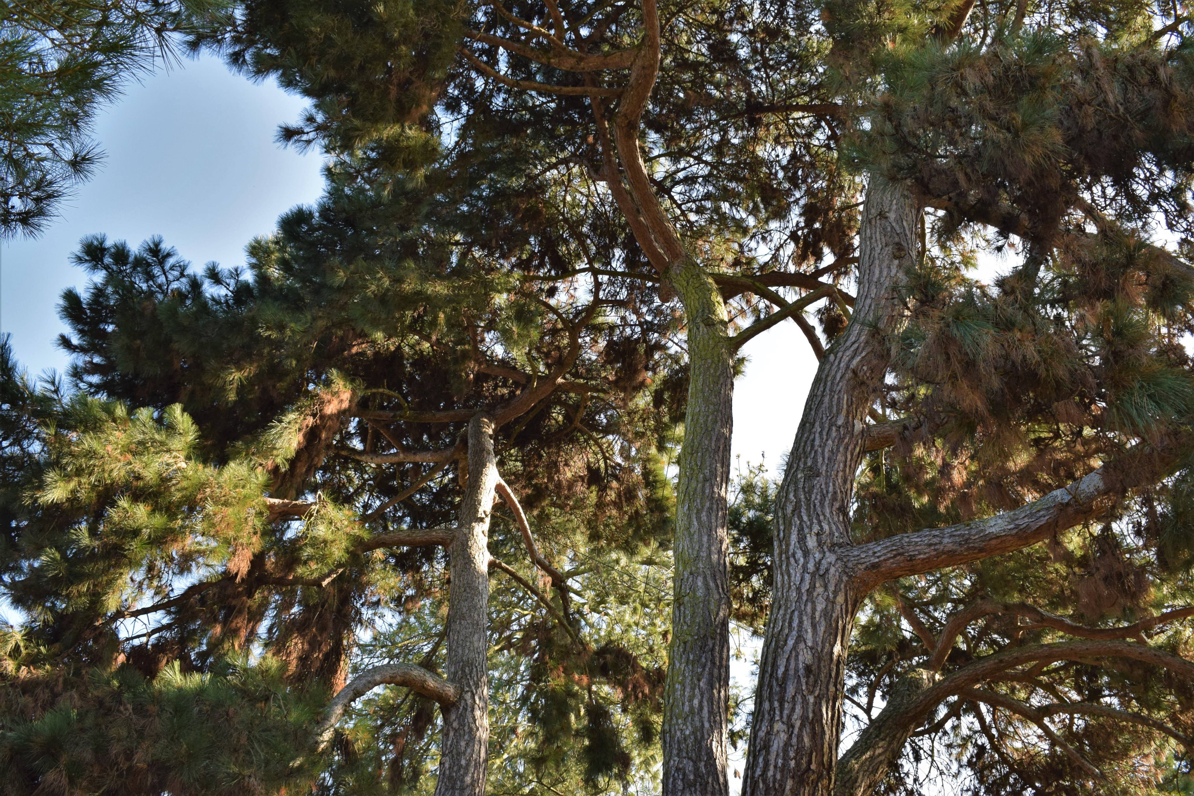 Pine trees, Arboretum, Kew