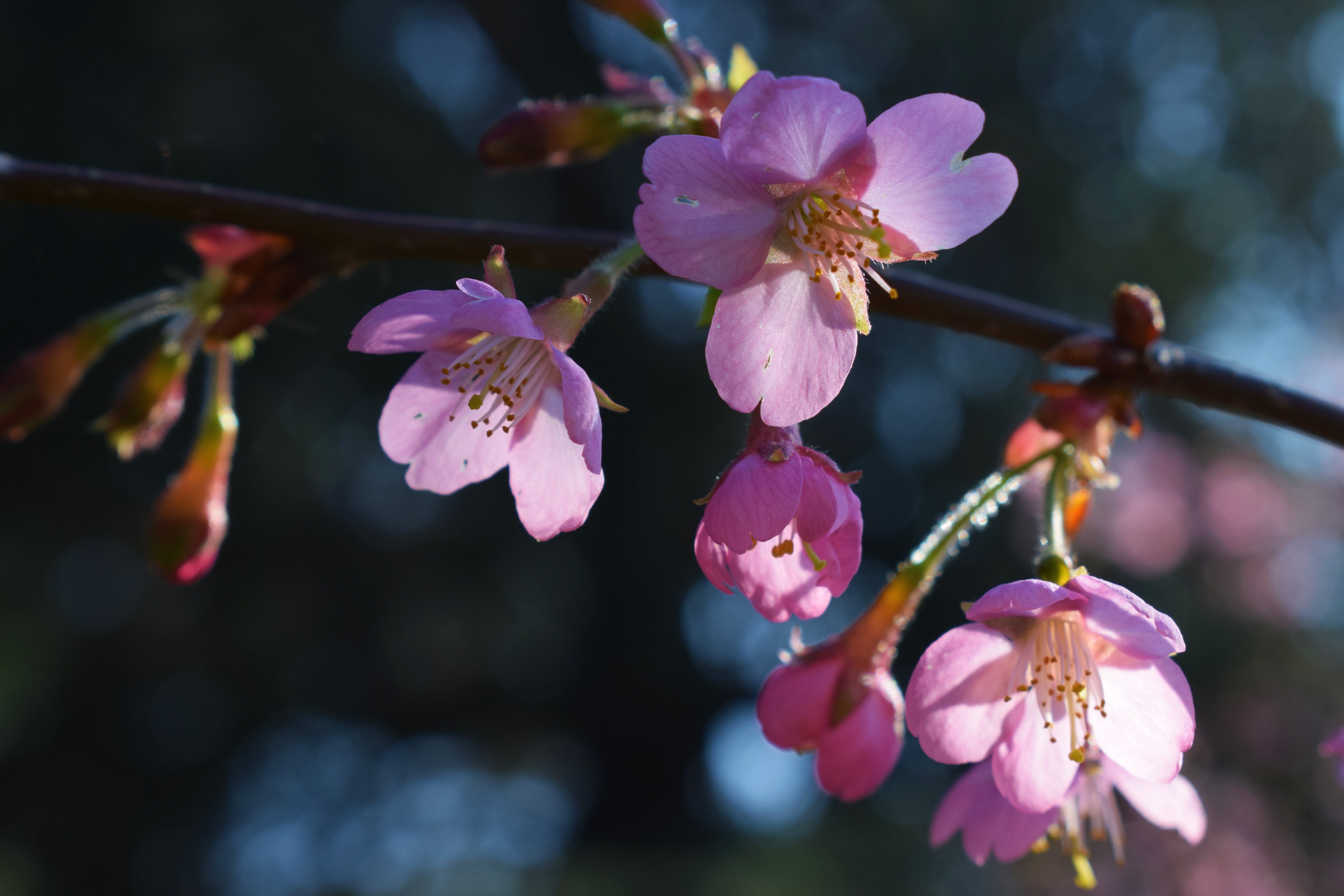 Blossoms at Kew