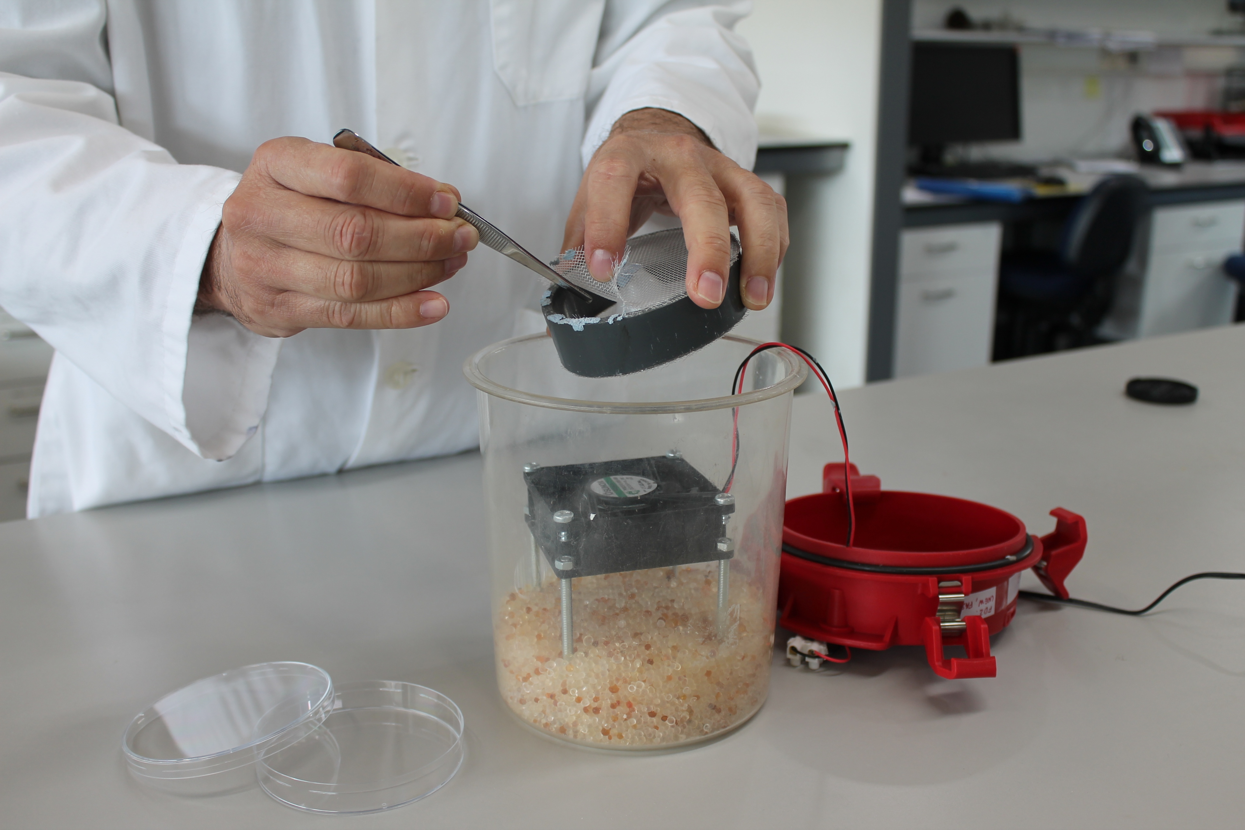 A scientists partially dries a seed
