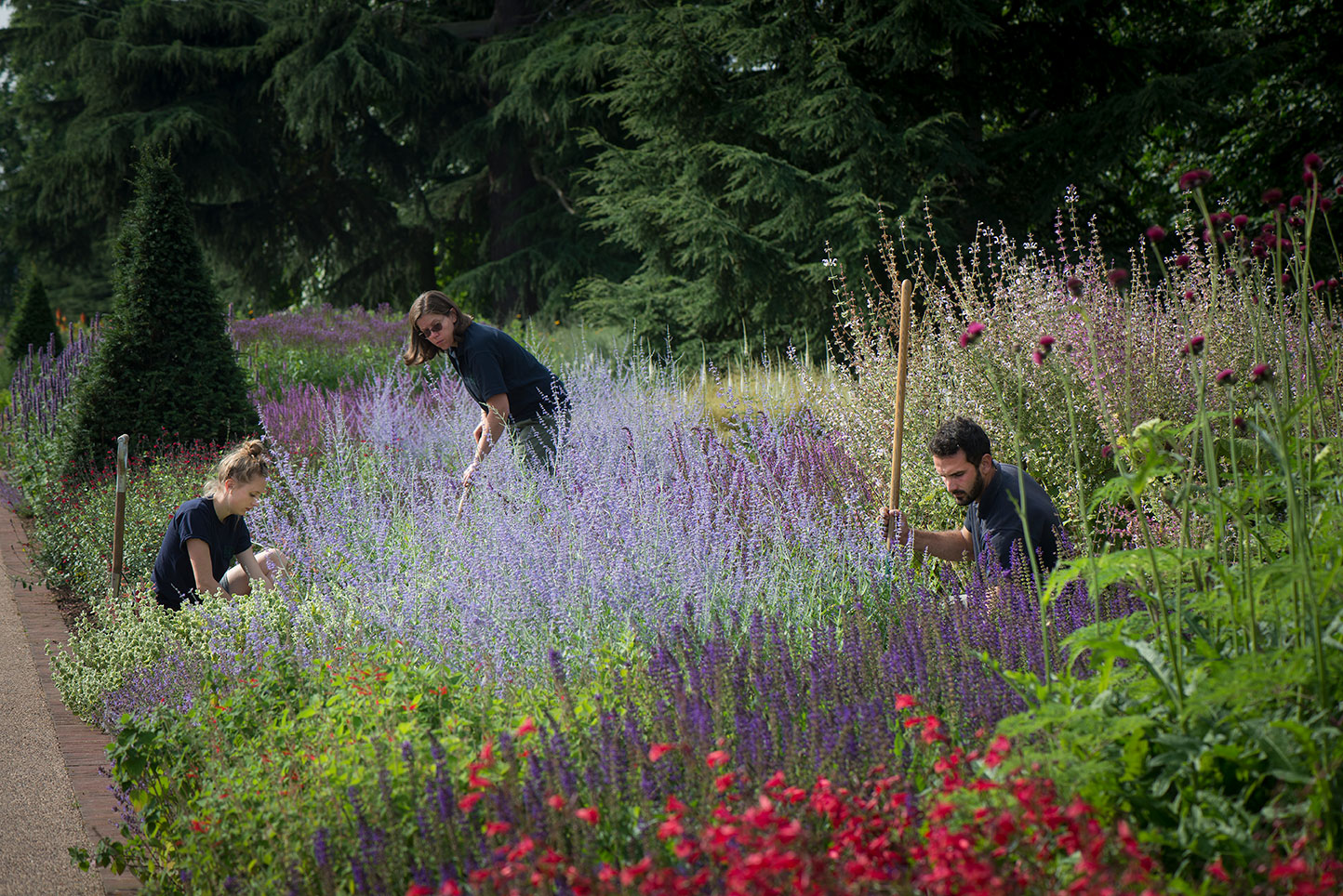 Horticulturalists working at Kew on the Great Broad Walk Borders