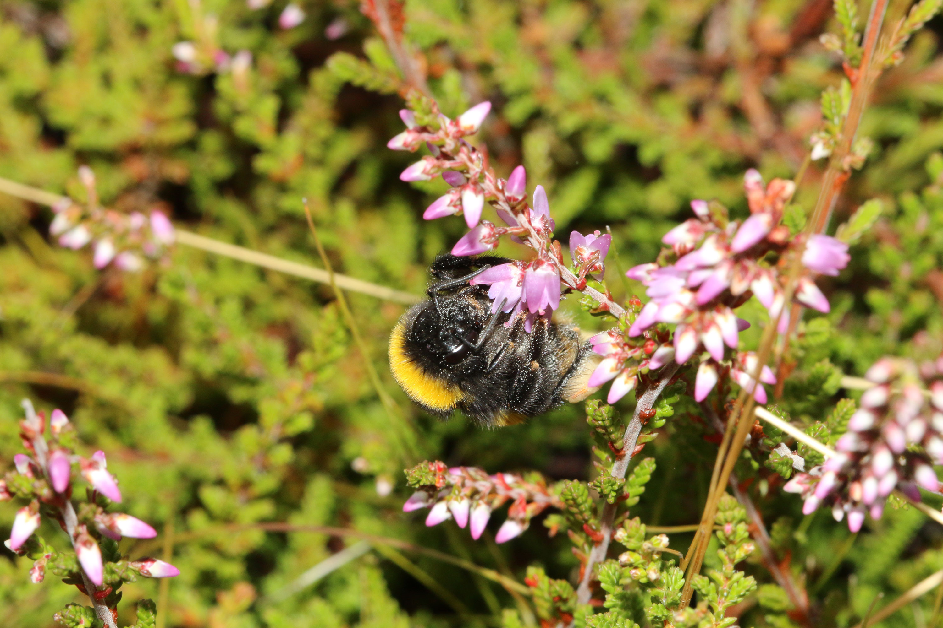 Bee on heather flower