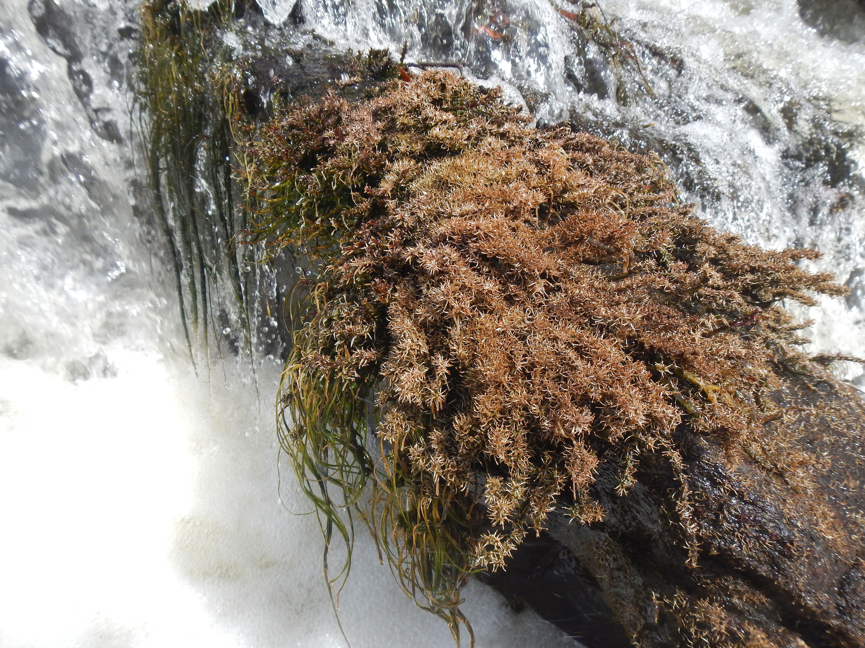 Brown plant with moss-like appearance in running water.
