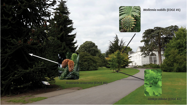 Labelled photo of gymnosperms at Kew Gardens.
