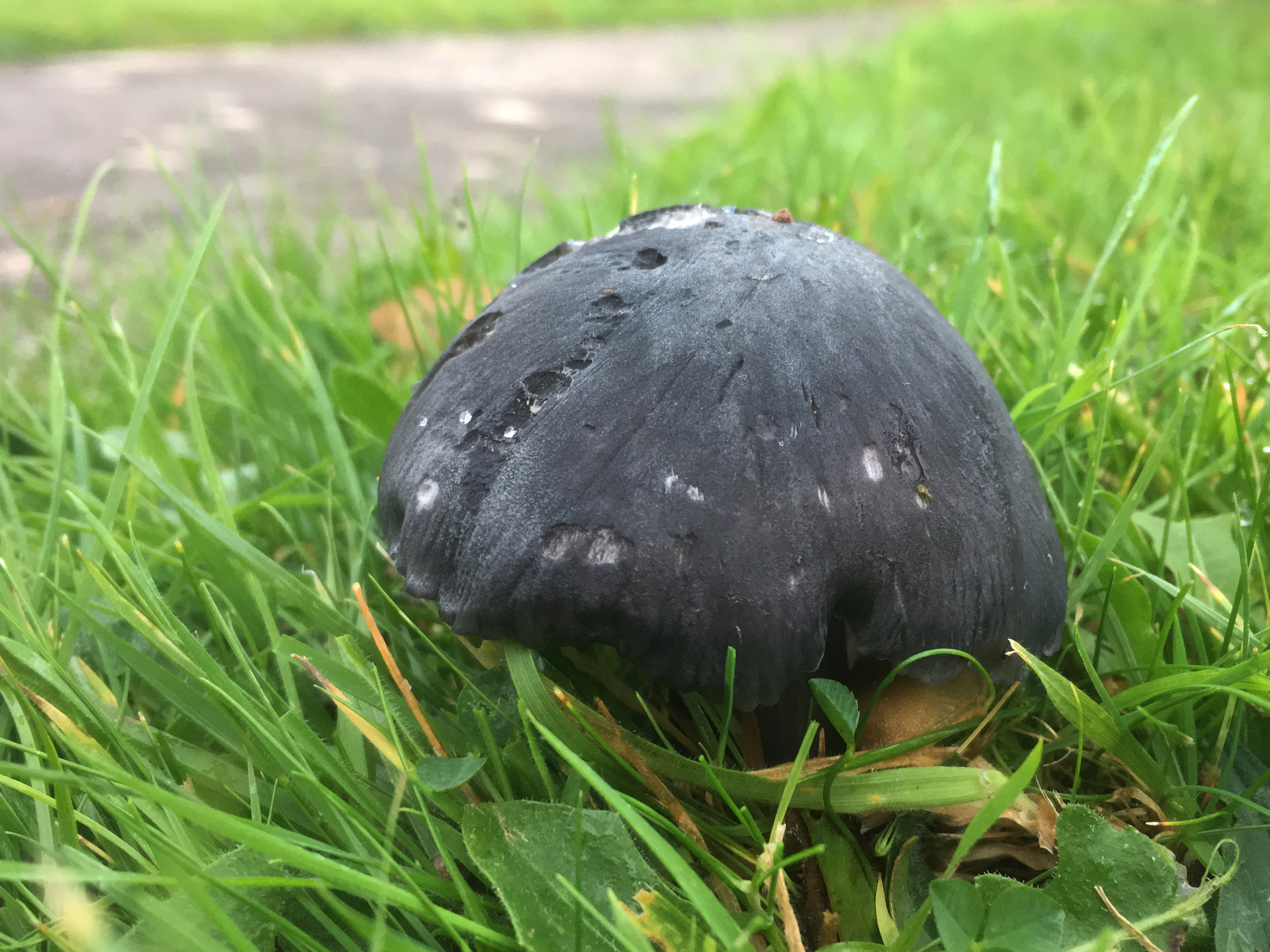 Blue-grey fungus on grass.