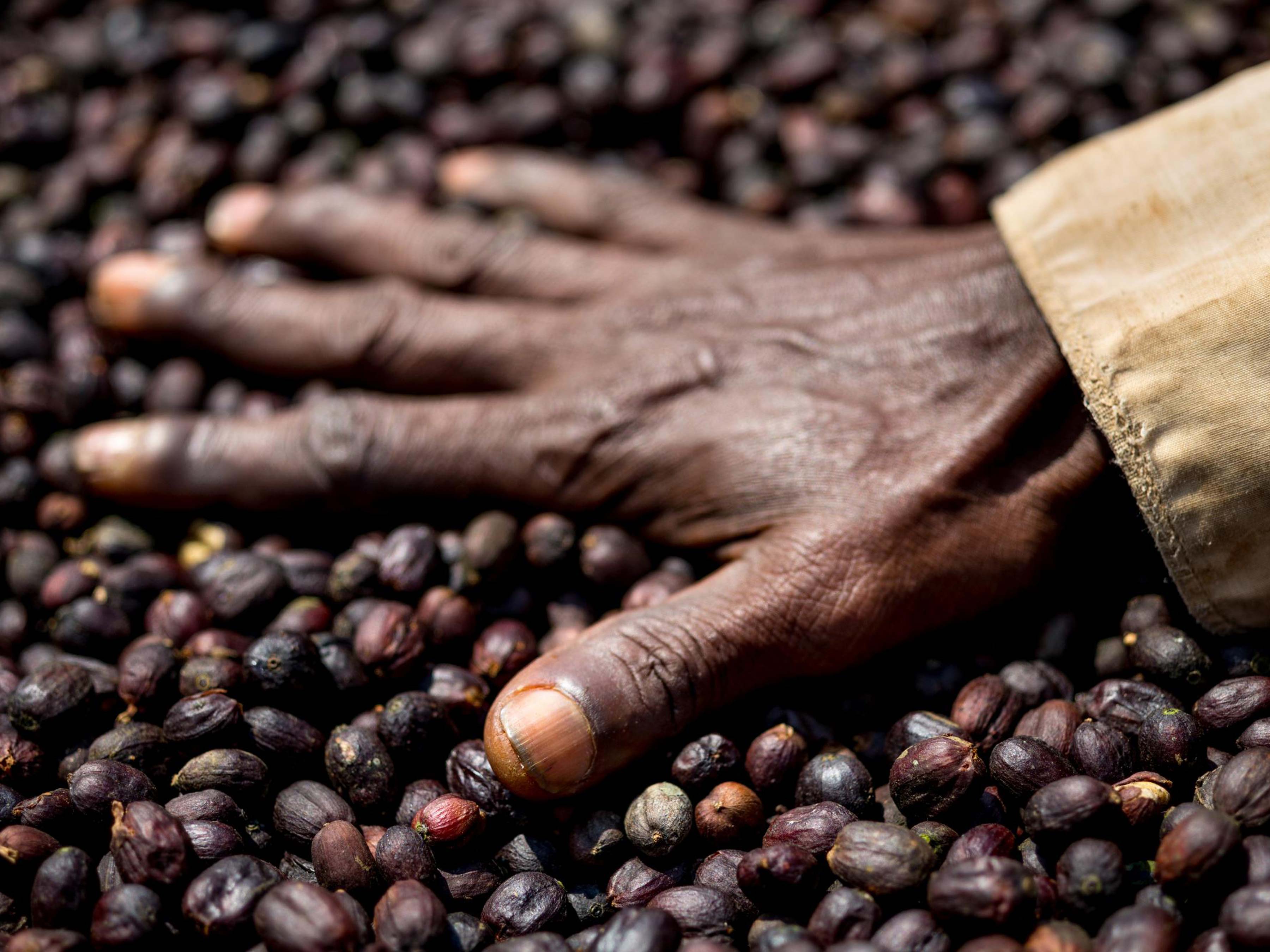 Coffee beans with a hand