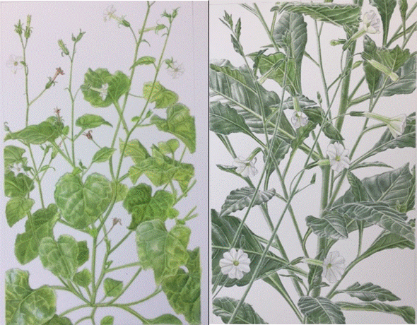 Two paintings of foliage.
