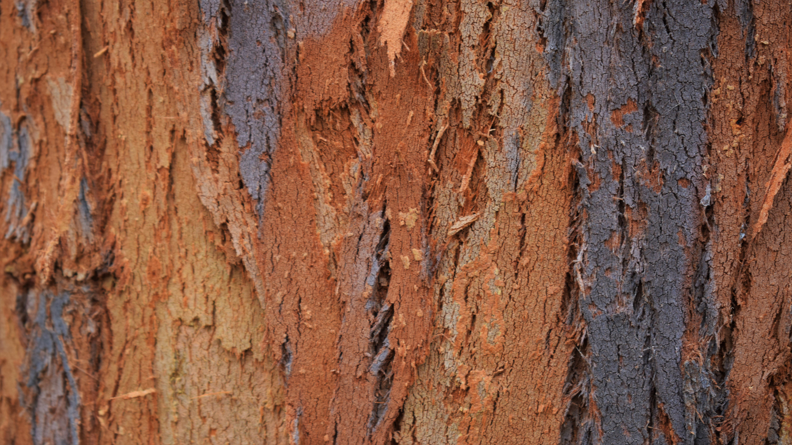 Nothofagus bark in Coates wood 