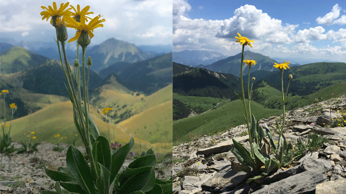 Specimens on alpine slope.