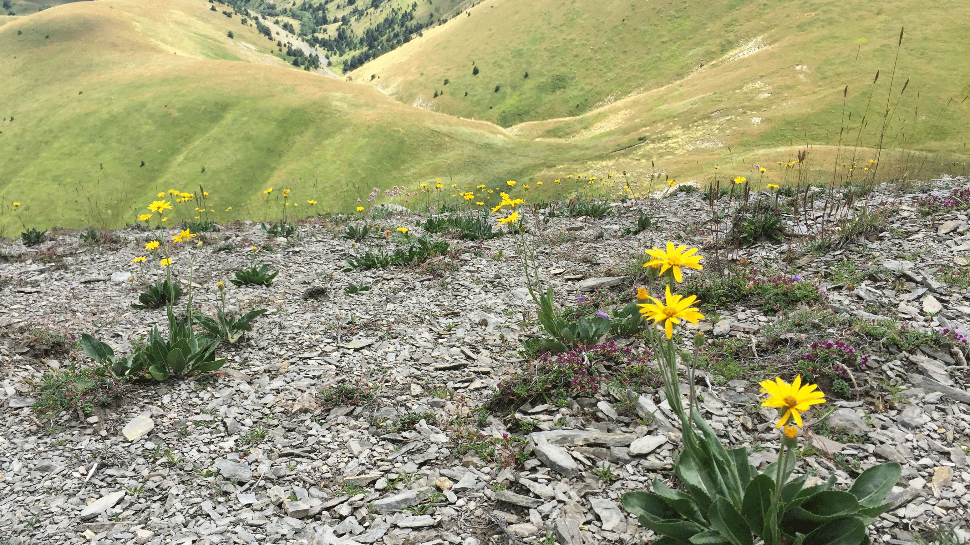 Flowering plants on a rocky alpine slope.