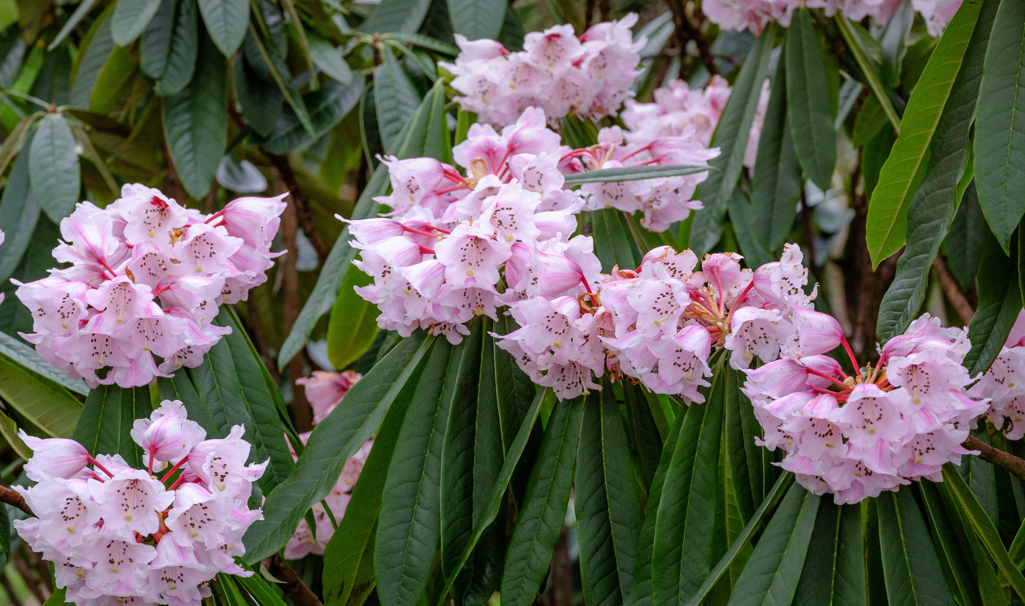Reginald Childs, (Rhododendron uvarifolium) 