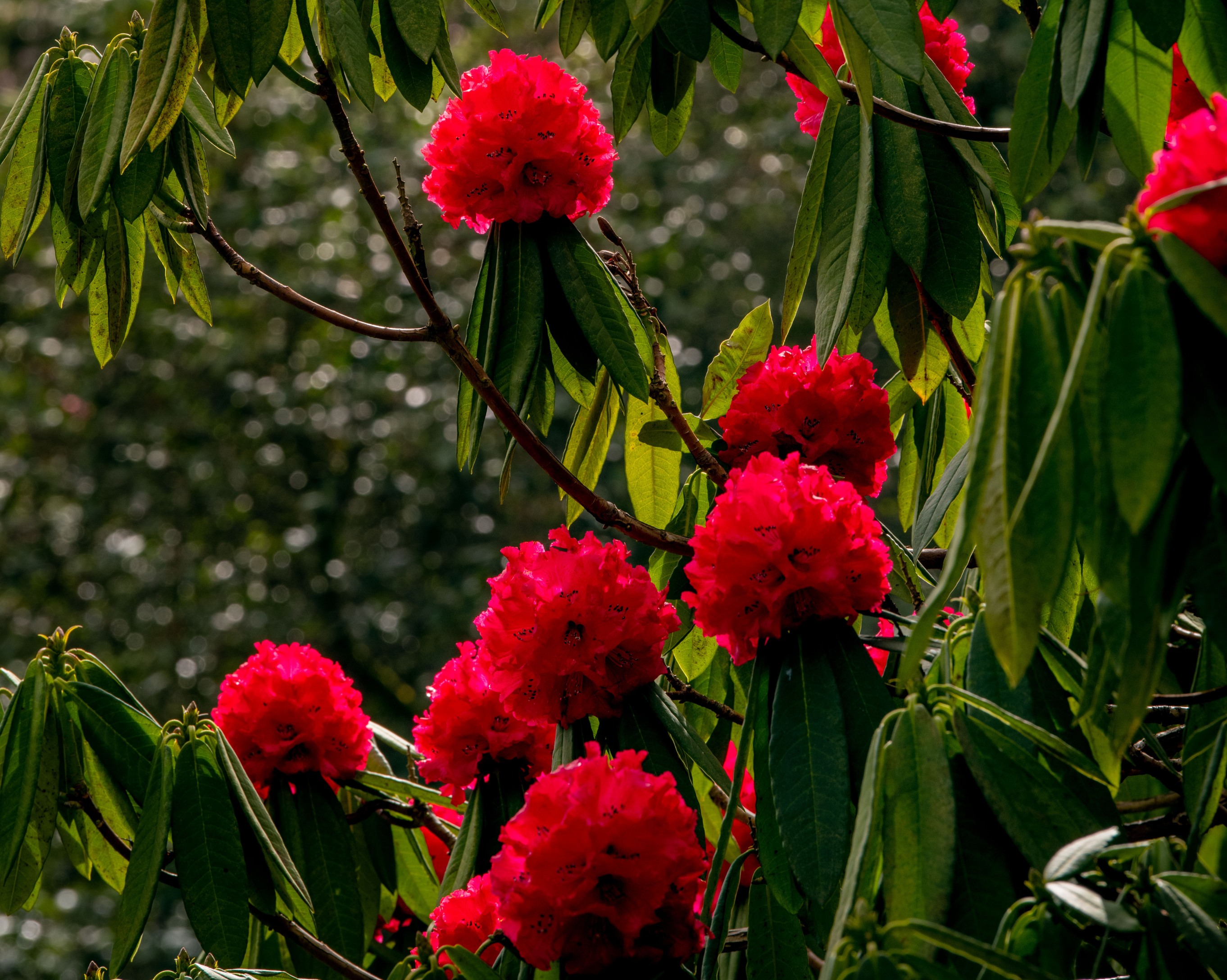 Rhododendron barbatum x arboreum 