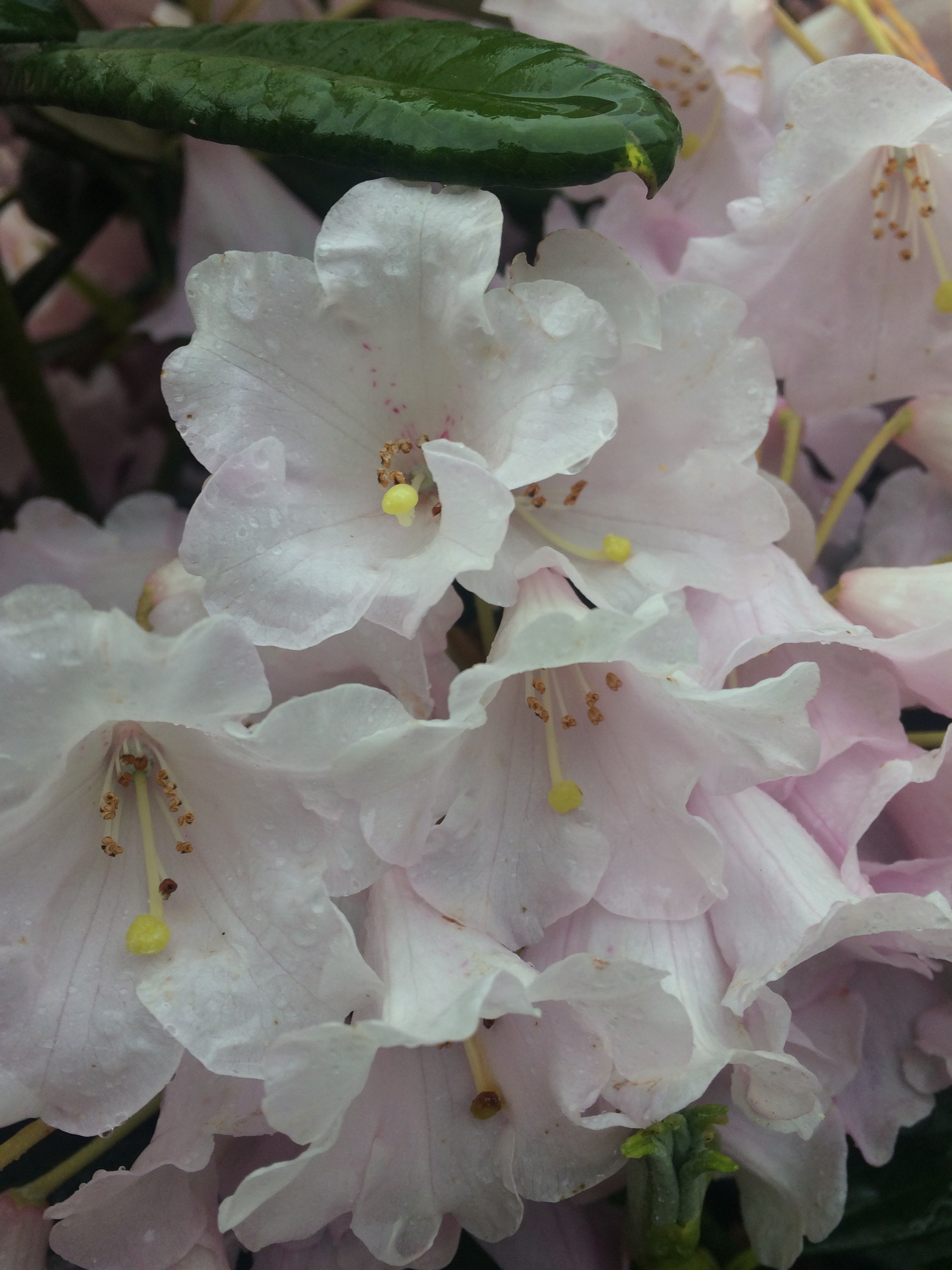 Rhododendron argyrophyllum subsp. nankigense 