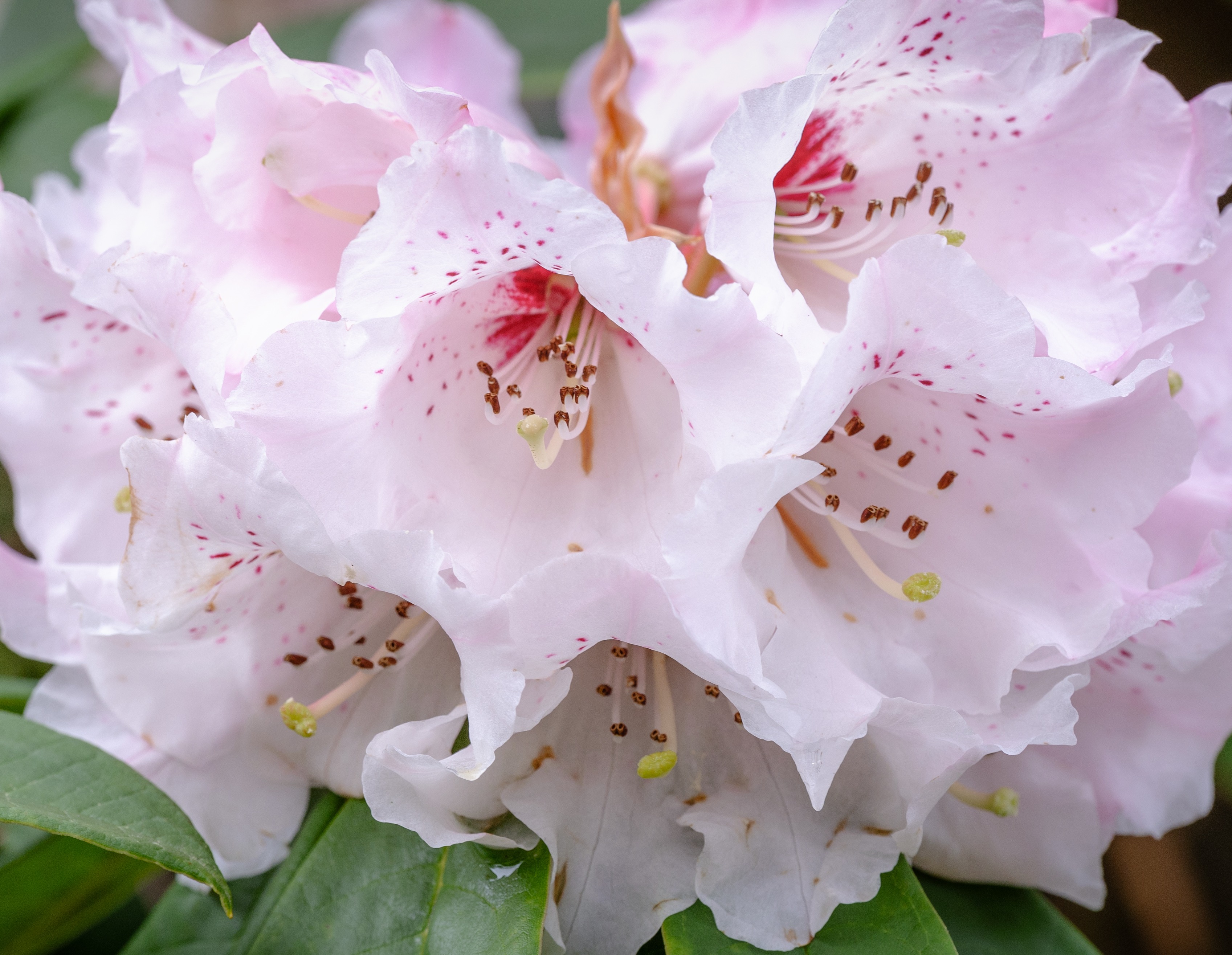 Rhododendron sutchuenense 