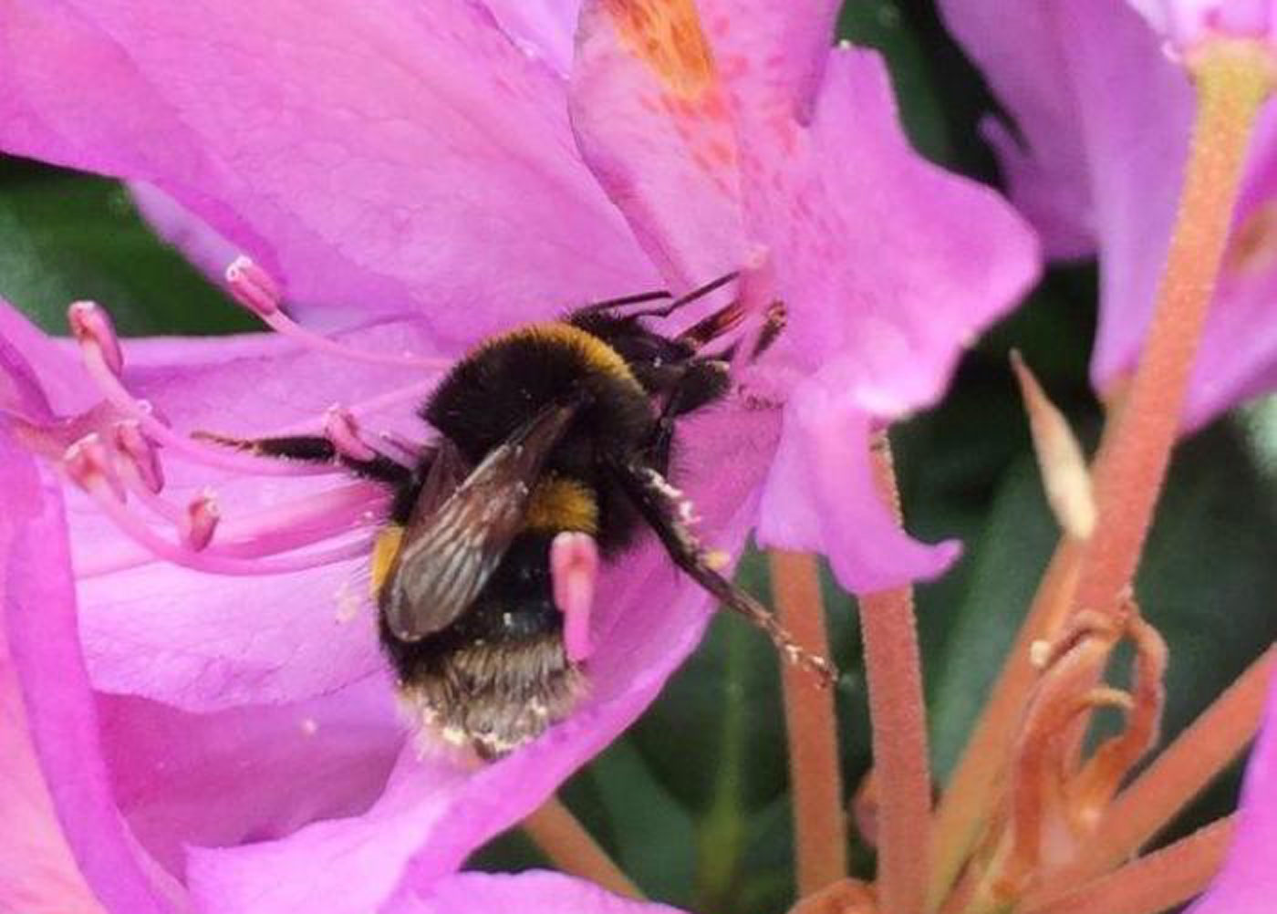 Bee feeding on necar of pink Rhododendron 