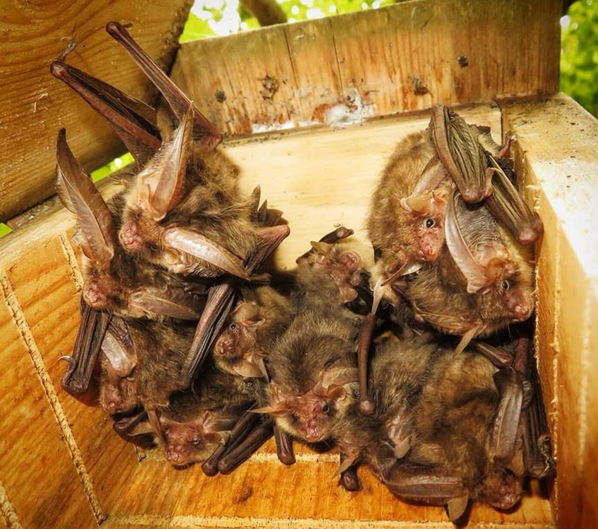 Bats in a bat box