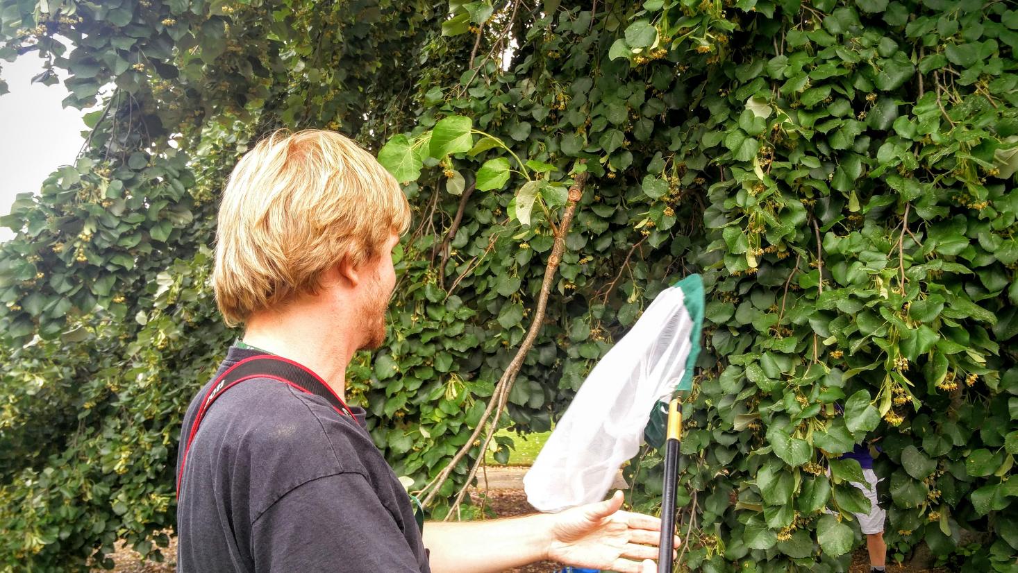 Researcher Hauke Koch catching bees