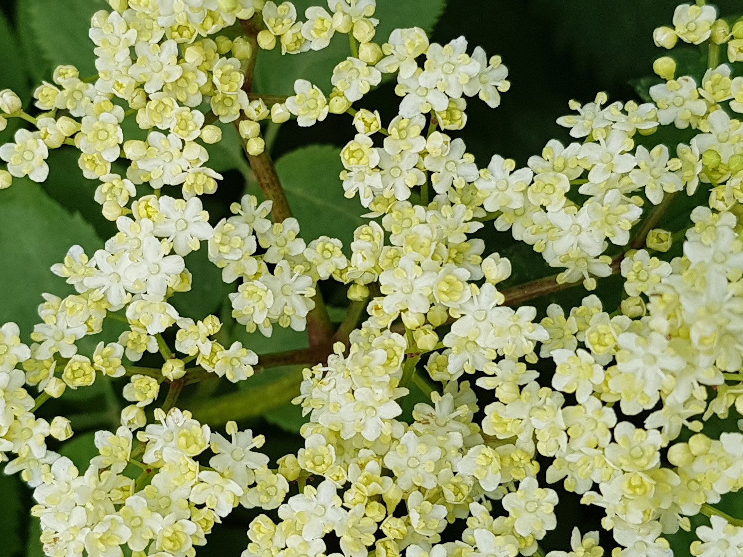 Close up of white elderflowers