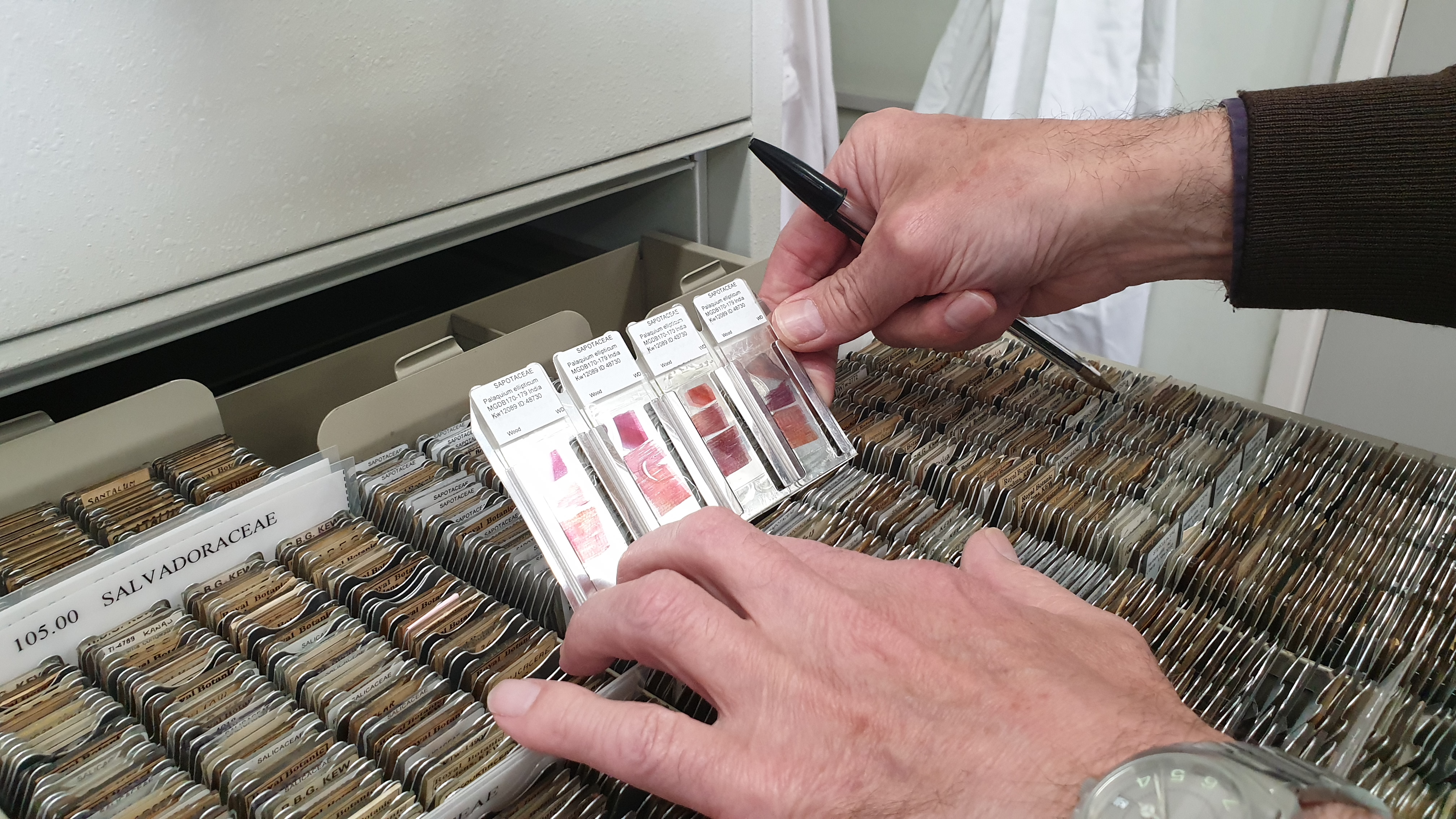 Microscope slide reference collection in Anatomy Lab