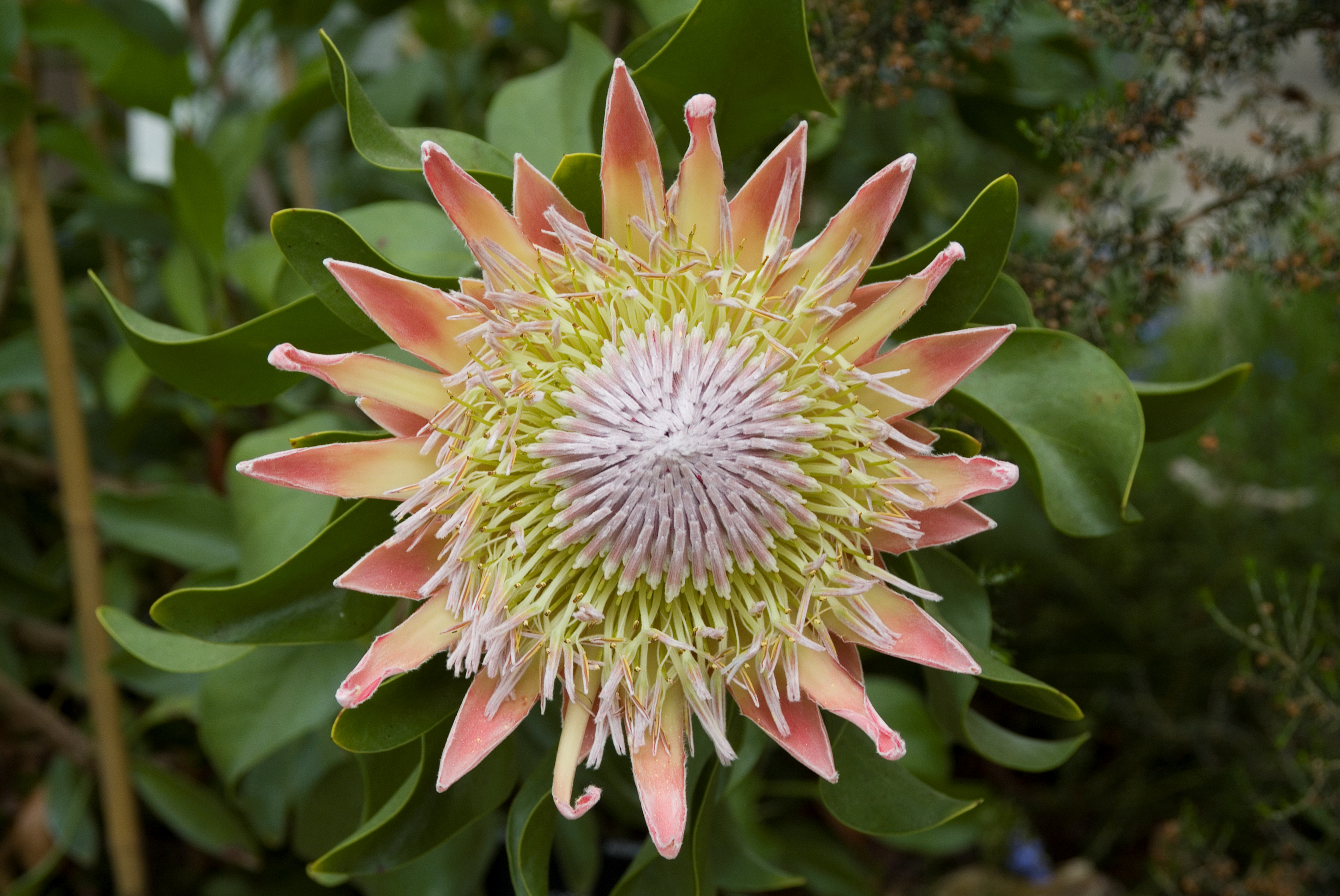 Protea cynaroides in the Temperate House