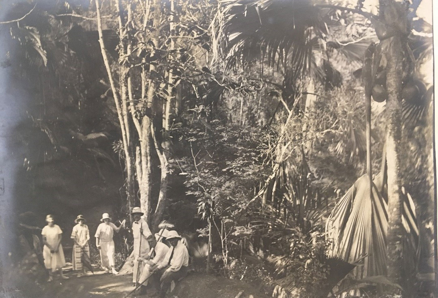 Old photo of Coco de Mer trees