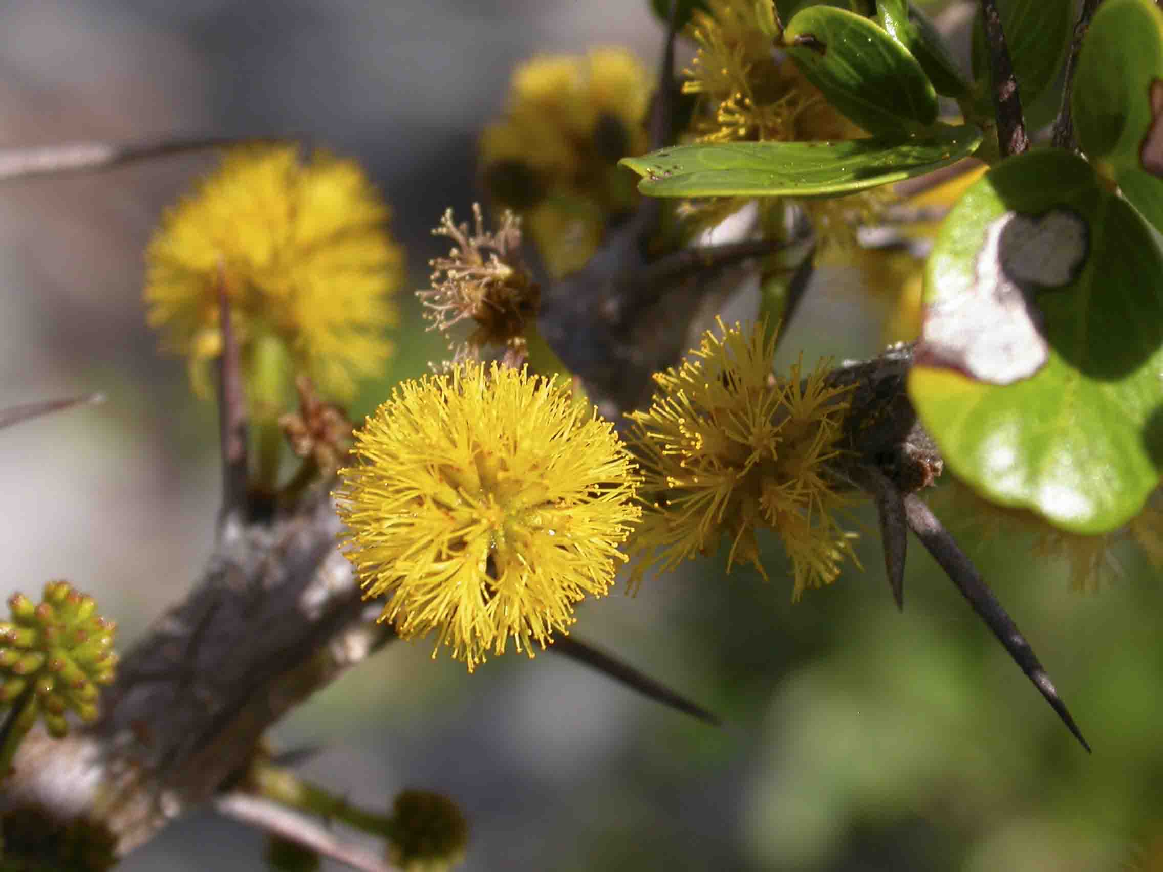 Poke-me-boy tree flowers, Acacia anegadensis