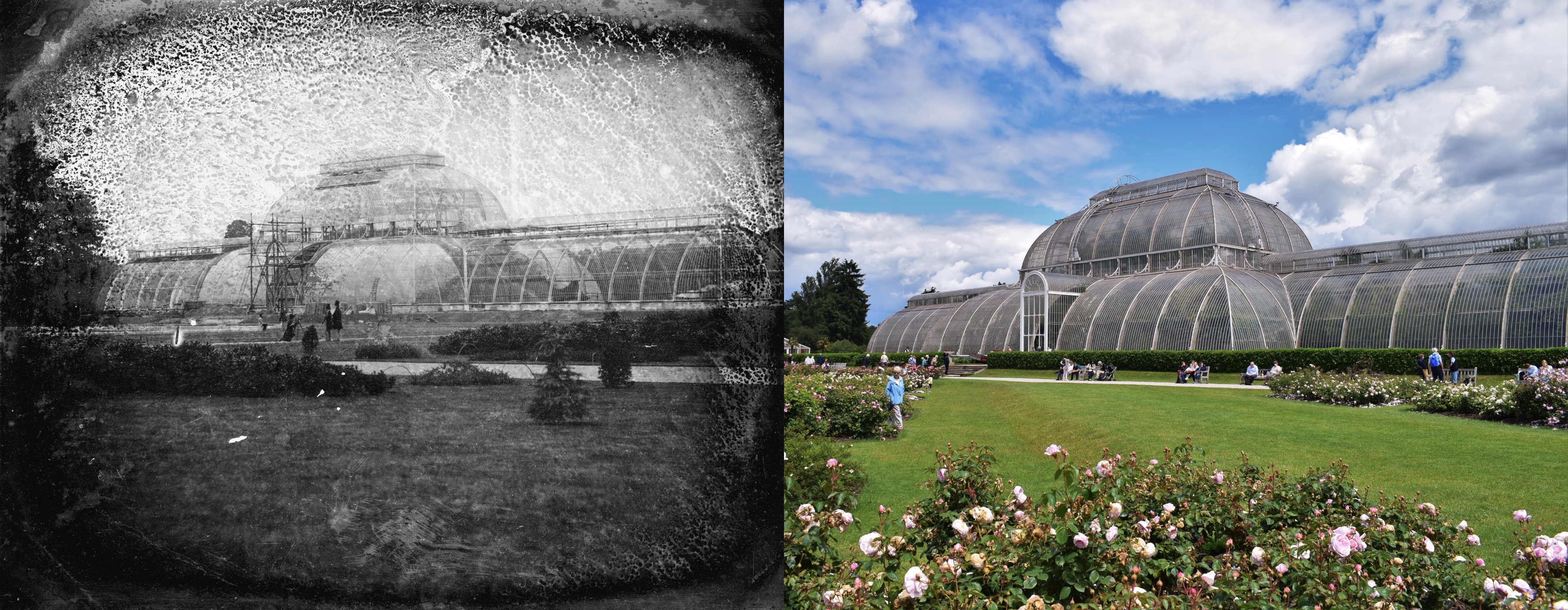 Palm House then and now