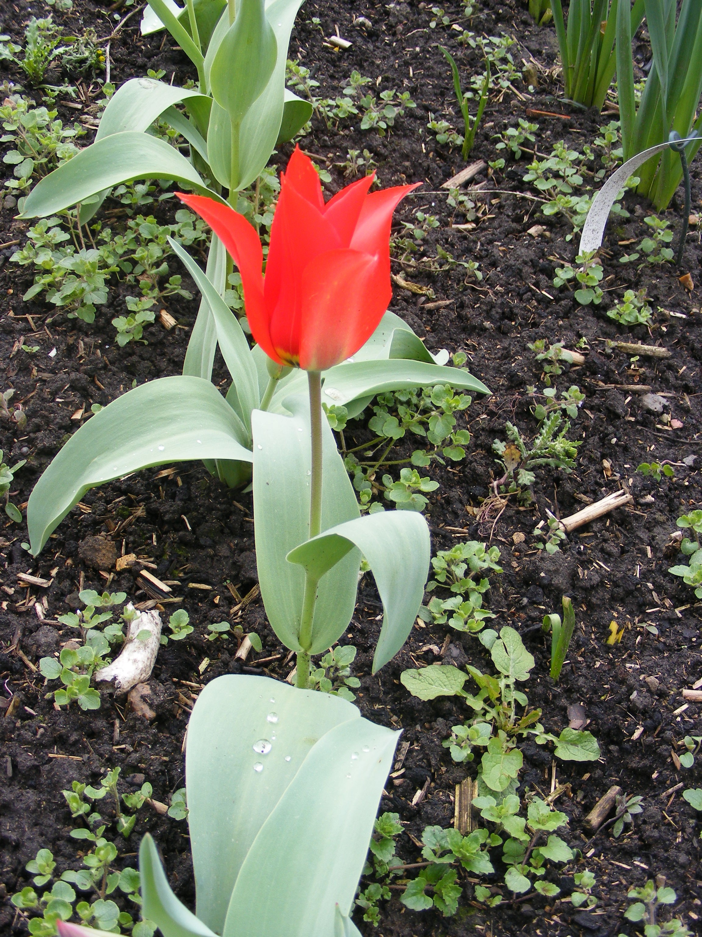 Tulipa persica 'Excelsa'
