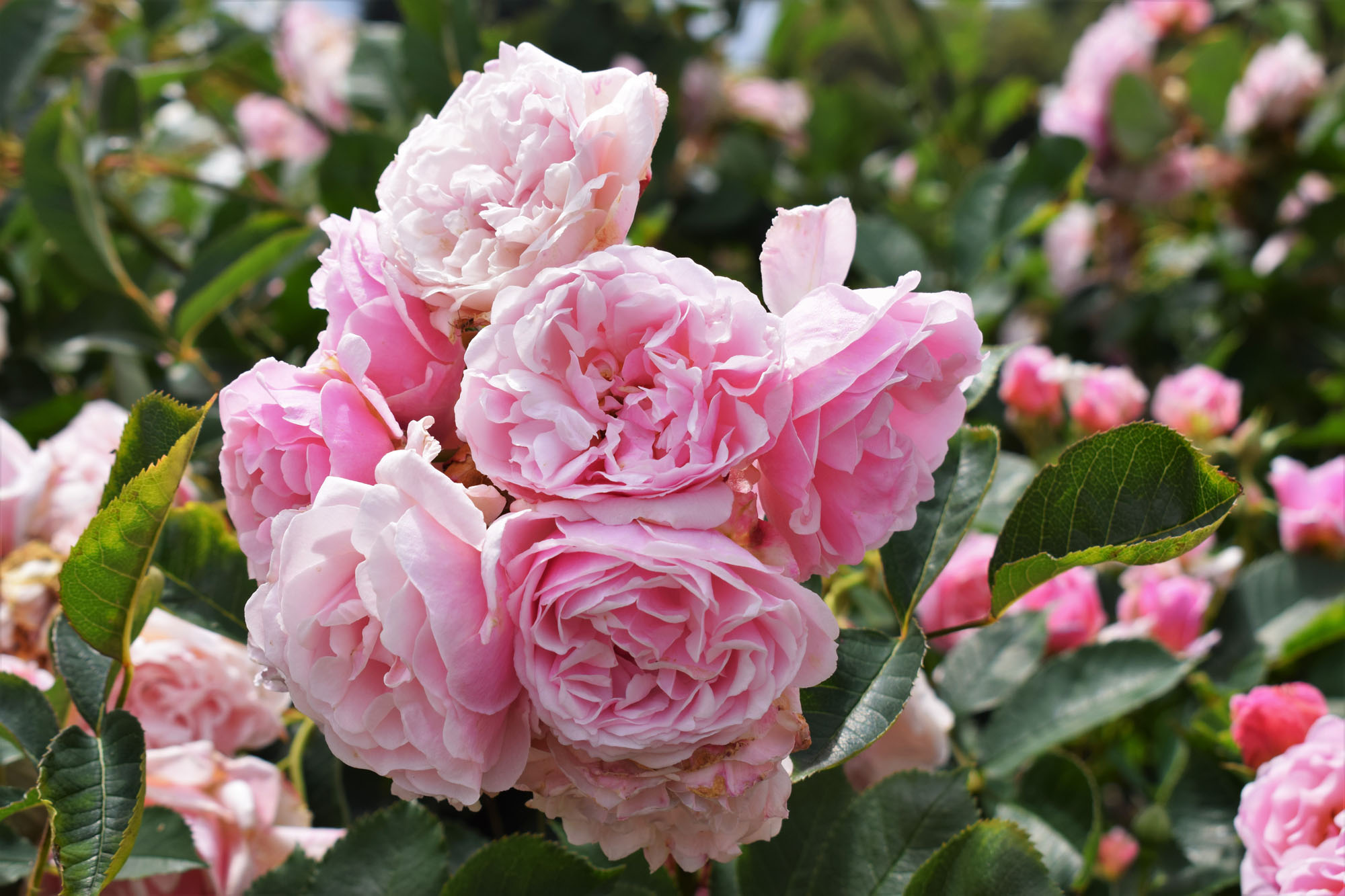 Rosa 'Felicia', Rose Garden