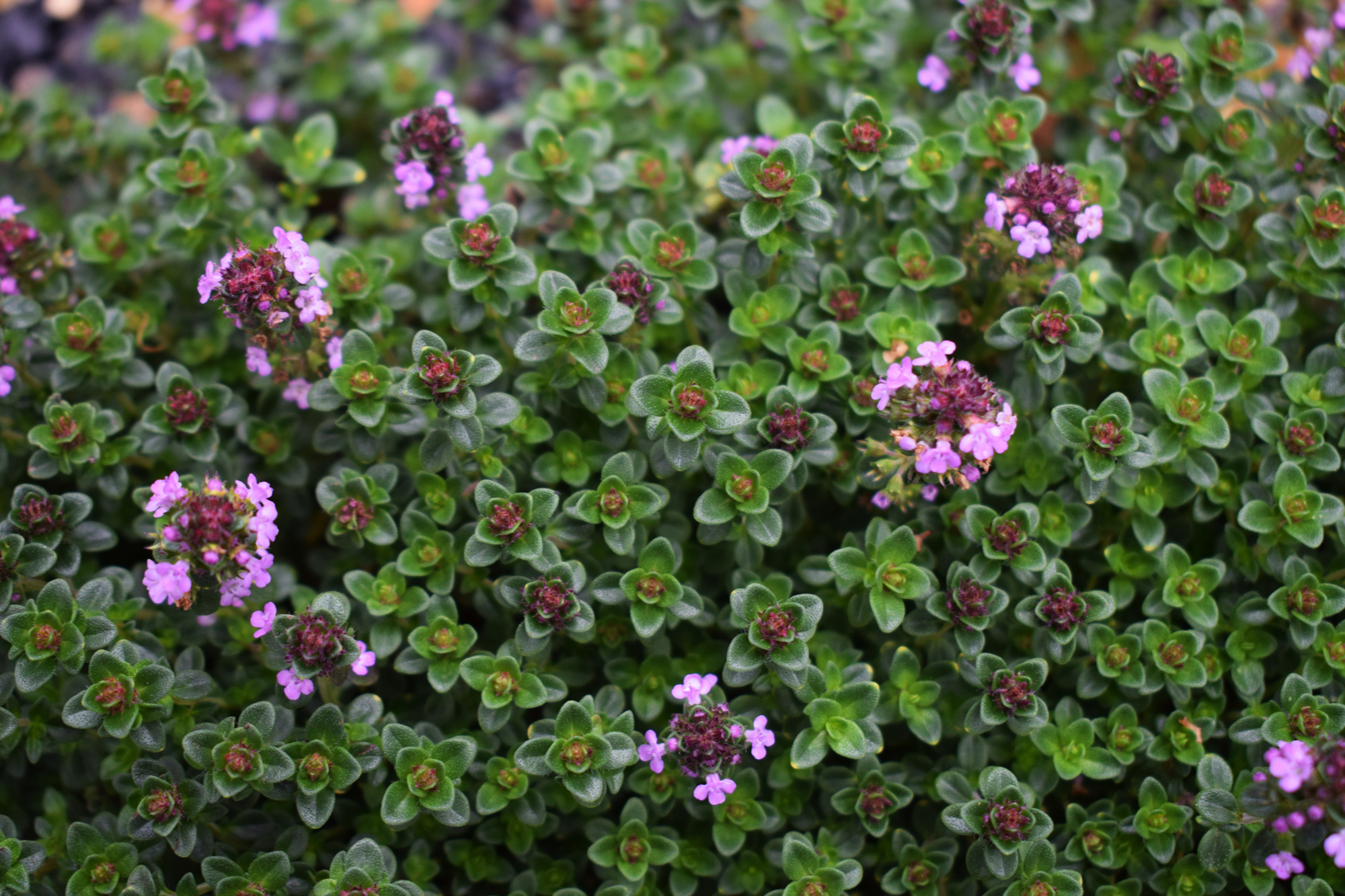 Thyme in the Pavilion herb garden