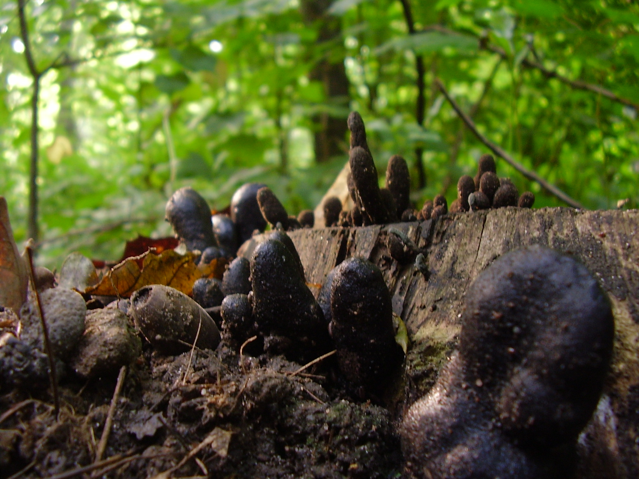 Dead man’s fingers (Xylaria polymorpha)