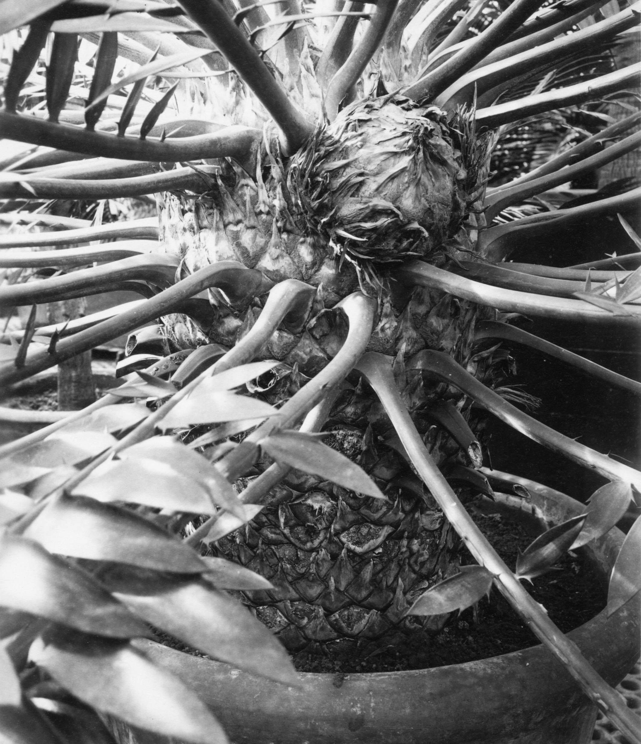The Eastern Cape giant cycad (Encephalartos altensteinii) at Kew in 1895