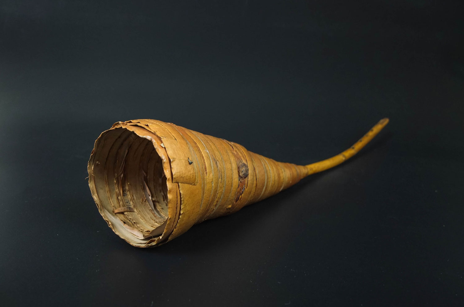 Coiled birch bark that looks like a funnel
