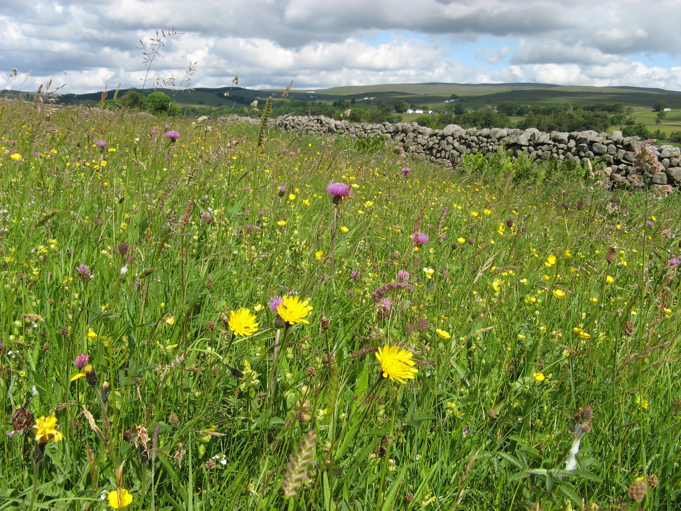 A meadow in Holwick