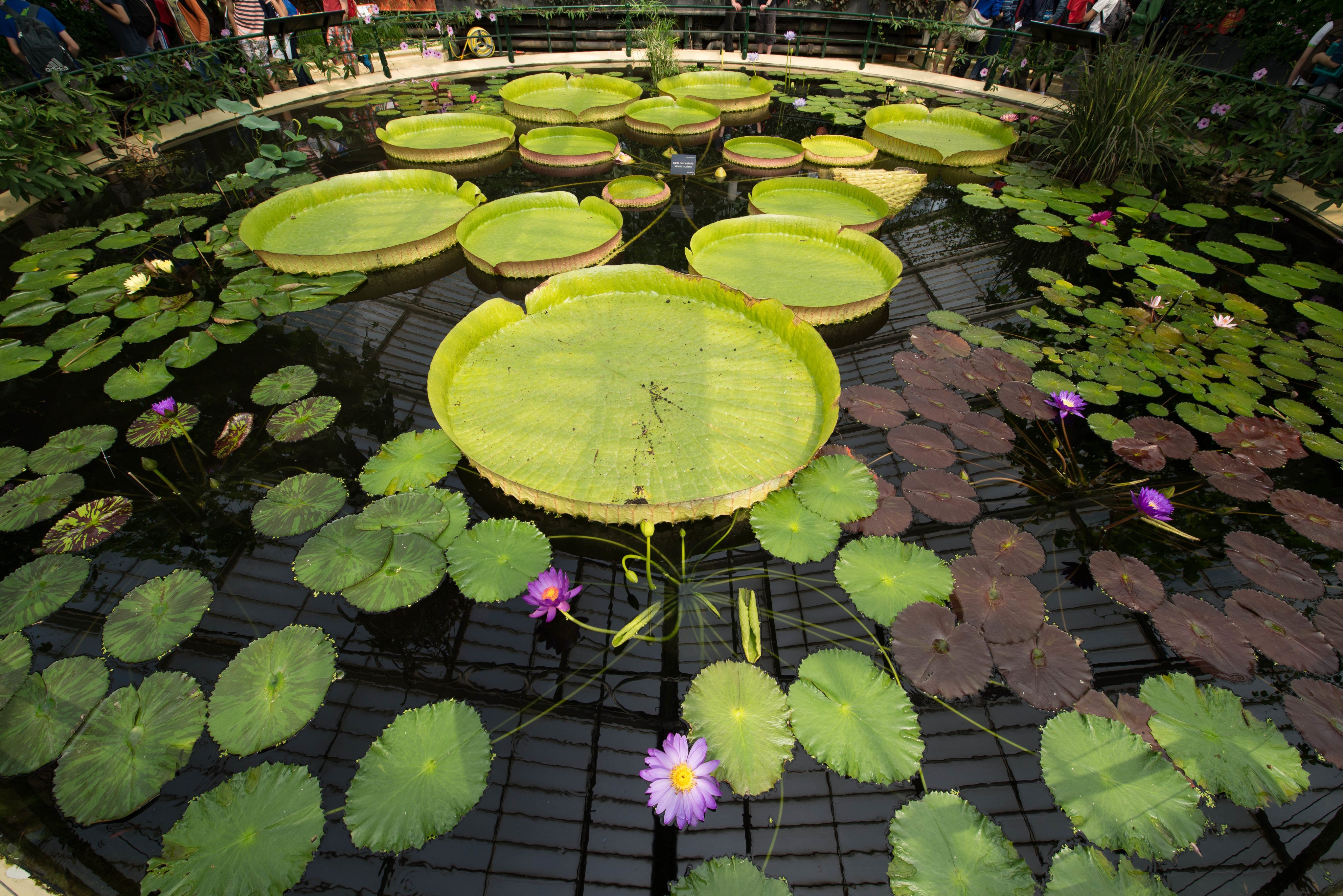 Waterlily House pond