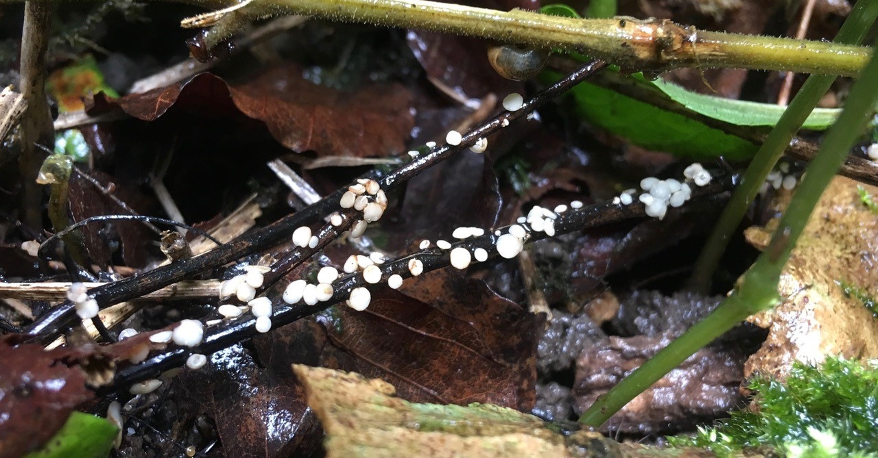 Mushrooms on fallen leaf litter infected by ash dieback