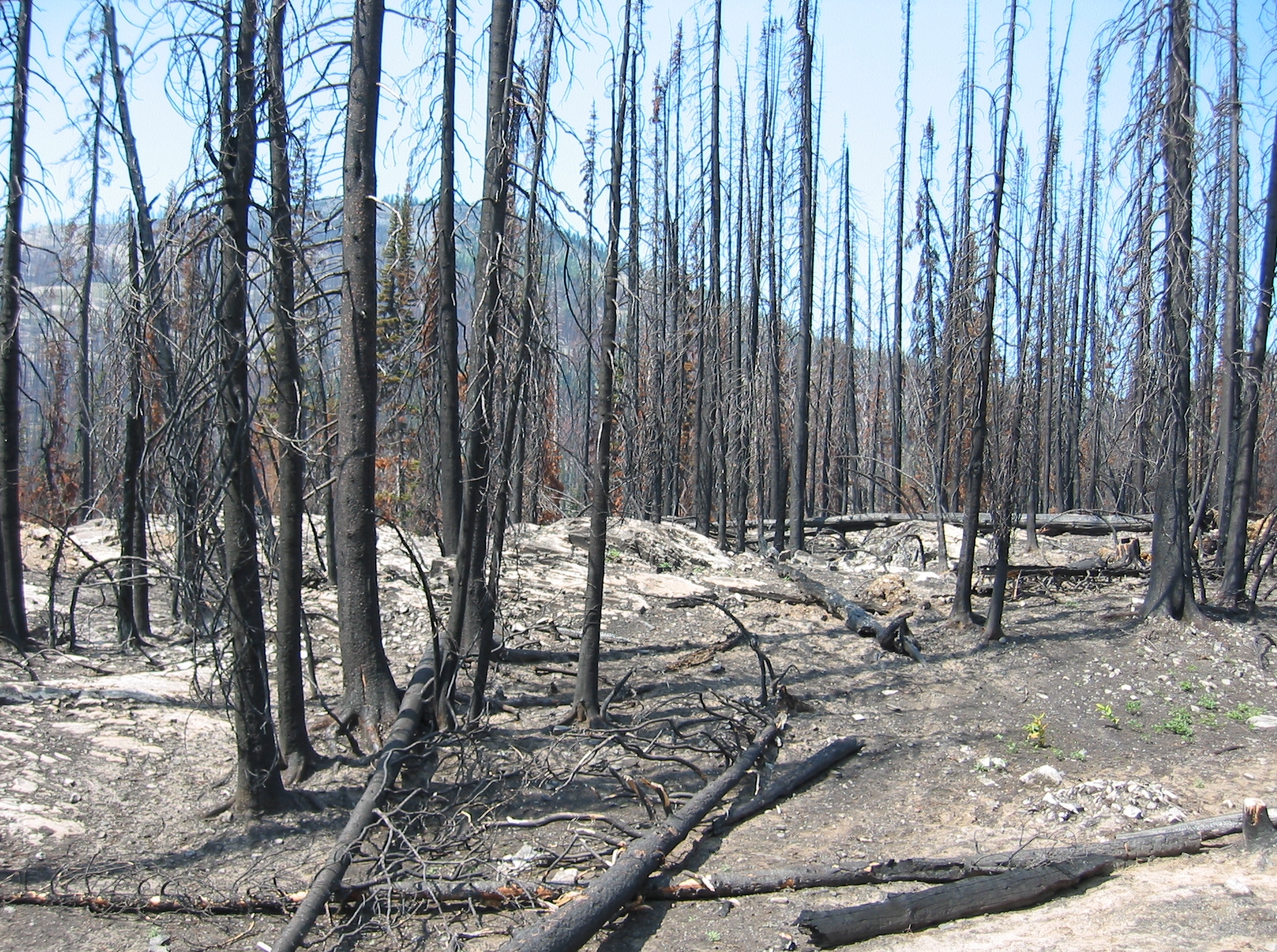 Aftermath of forest fire