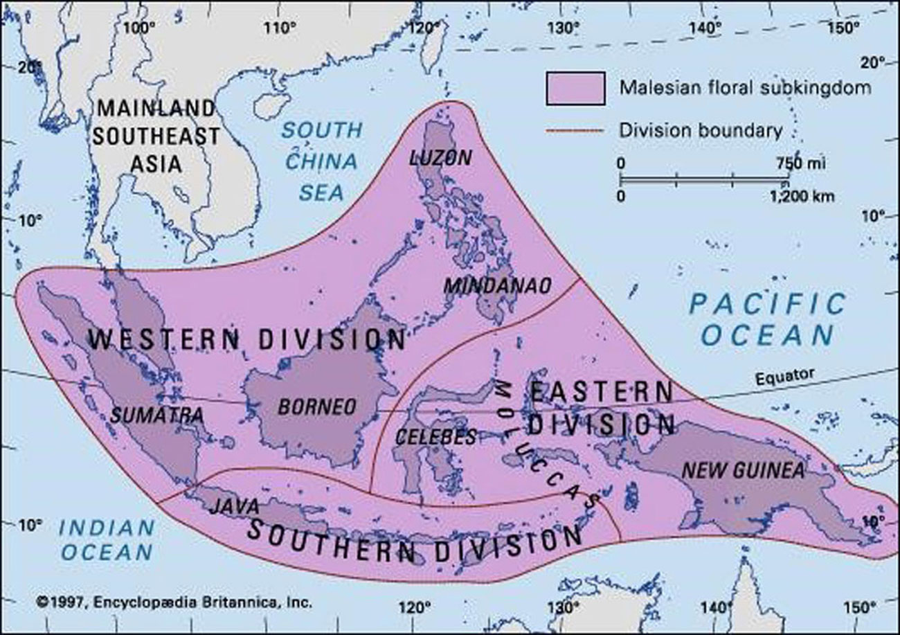 Map with Malesia highlighted in South East Asia which includes Sumatra, Borneo, Papua New Guinea.