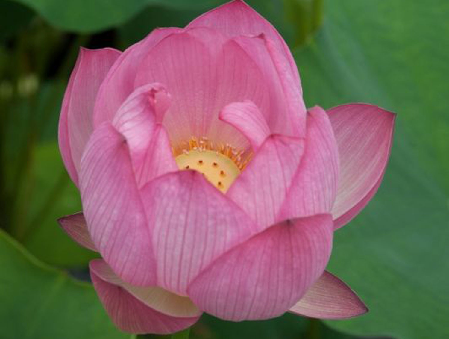 Pink waterlily close up