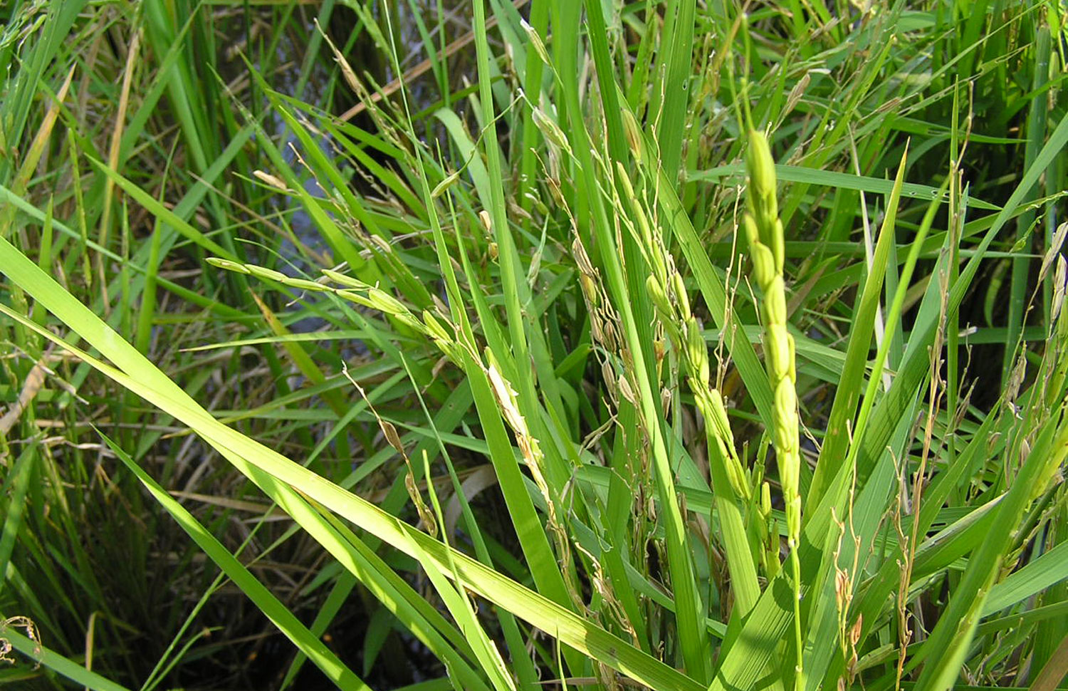Rice plant close up with grains